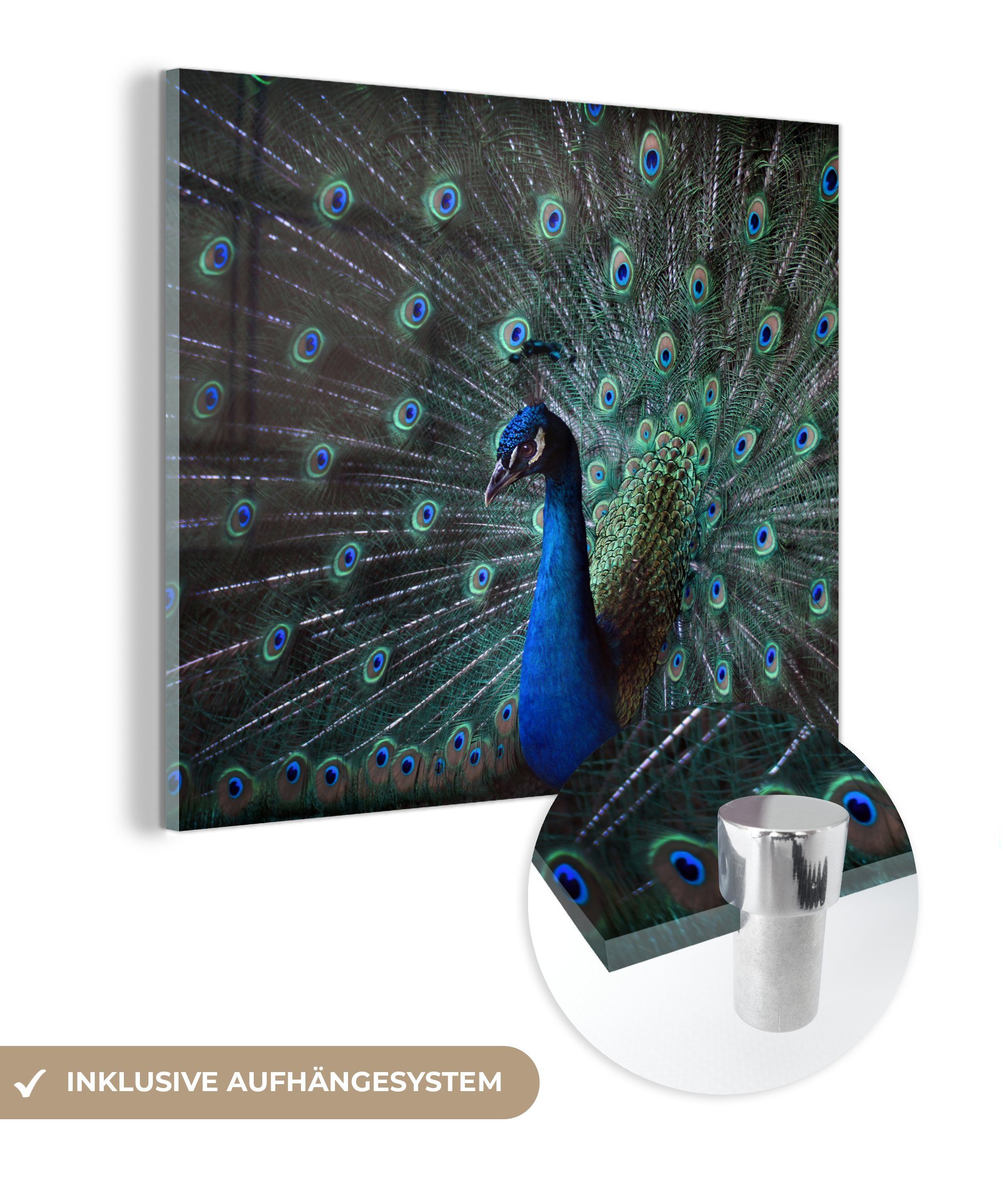 MuchoWow Acrylglasbild Pfau - Federn - Farben, (1 St), Glasbilder - Bilder auf Glas Wandbild - Foto auf Glas - Wanddekoration