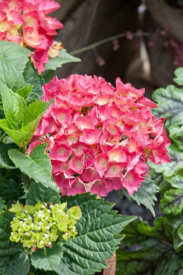 Pflanzen für Dich Gehölze Hydrangea macrophylla Red Baron, 1 St., Bauernhortensie, Gartenhortensie