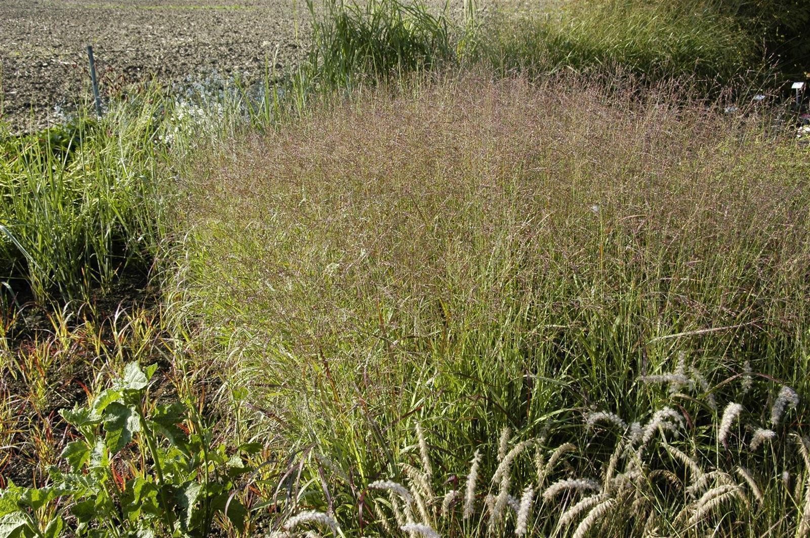 Pflanzen für Dich Gräser Panicum virg. Shenandoah, 1 St., Rutenhirse, Präriehirse, rotspitzig, herbstfärbung