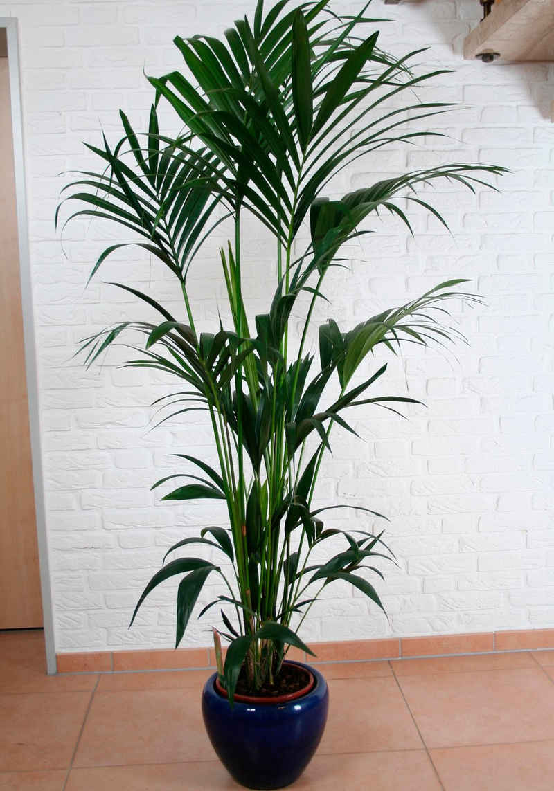 BCM Zimmerpflanze »Kentiapalme«, Höhe: 150cm, 1 Pflanze