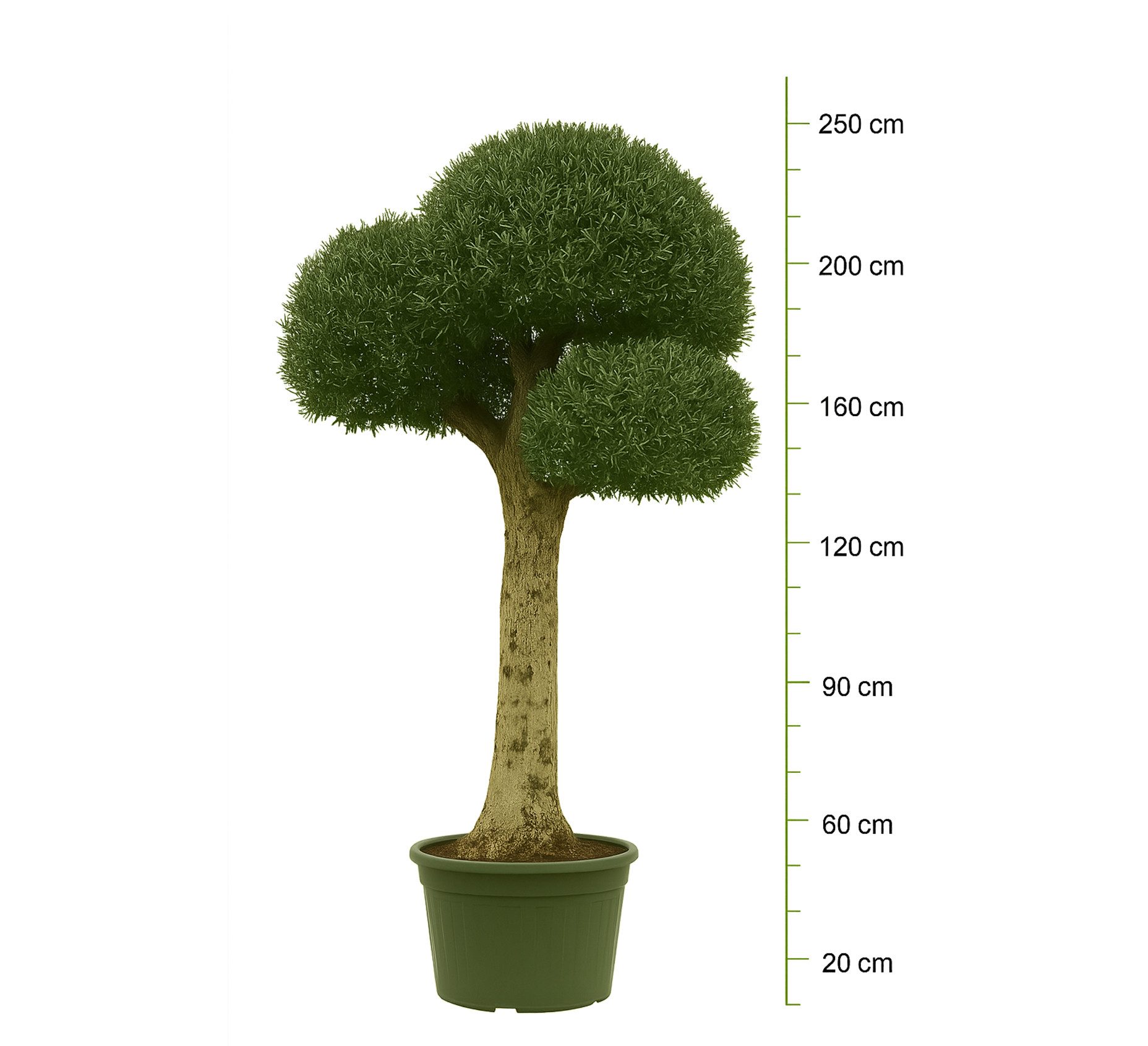 Palms-Store Olivenbaum Kugelbaum ca. 80 Jahre Alt Winterhart bis -17 °C Höhe ca. 250 cm, Qualität aus Spanien