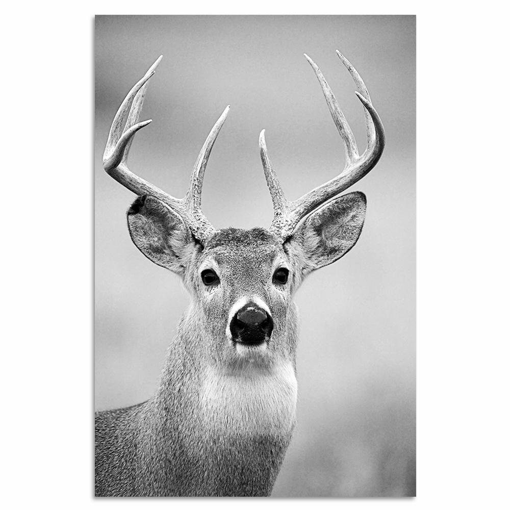 Hirsch Bilder