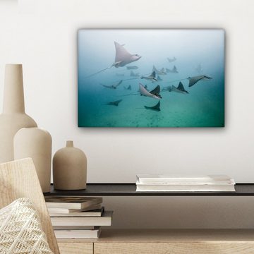 OneMillionCanvasses® Leinwandbild Gefleckte Adlerrochen im Atlantischen Ozean, (1 St), Wandbild Leinwandbilder, Aufhängefertig, Wanddeko, 30x20 cm