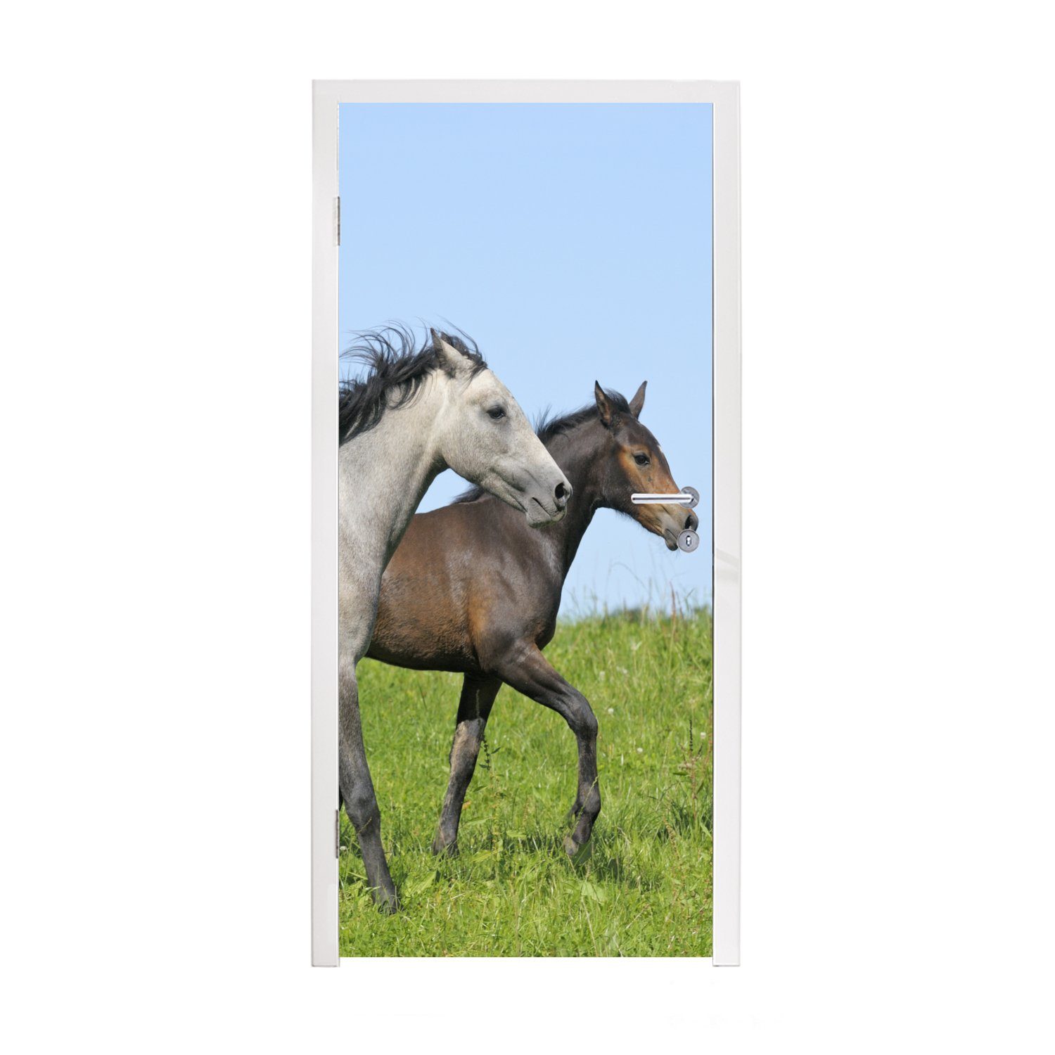 Matt, Türtapete St), Fototapete Tür, bedruckt, Pferde Türaufkleber, - - Gras, MuchoWow Tiere (1 75x205 für cm