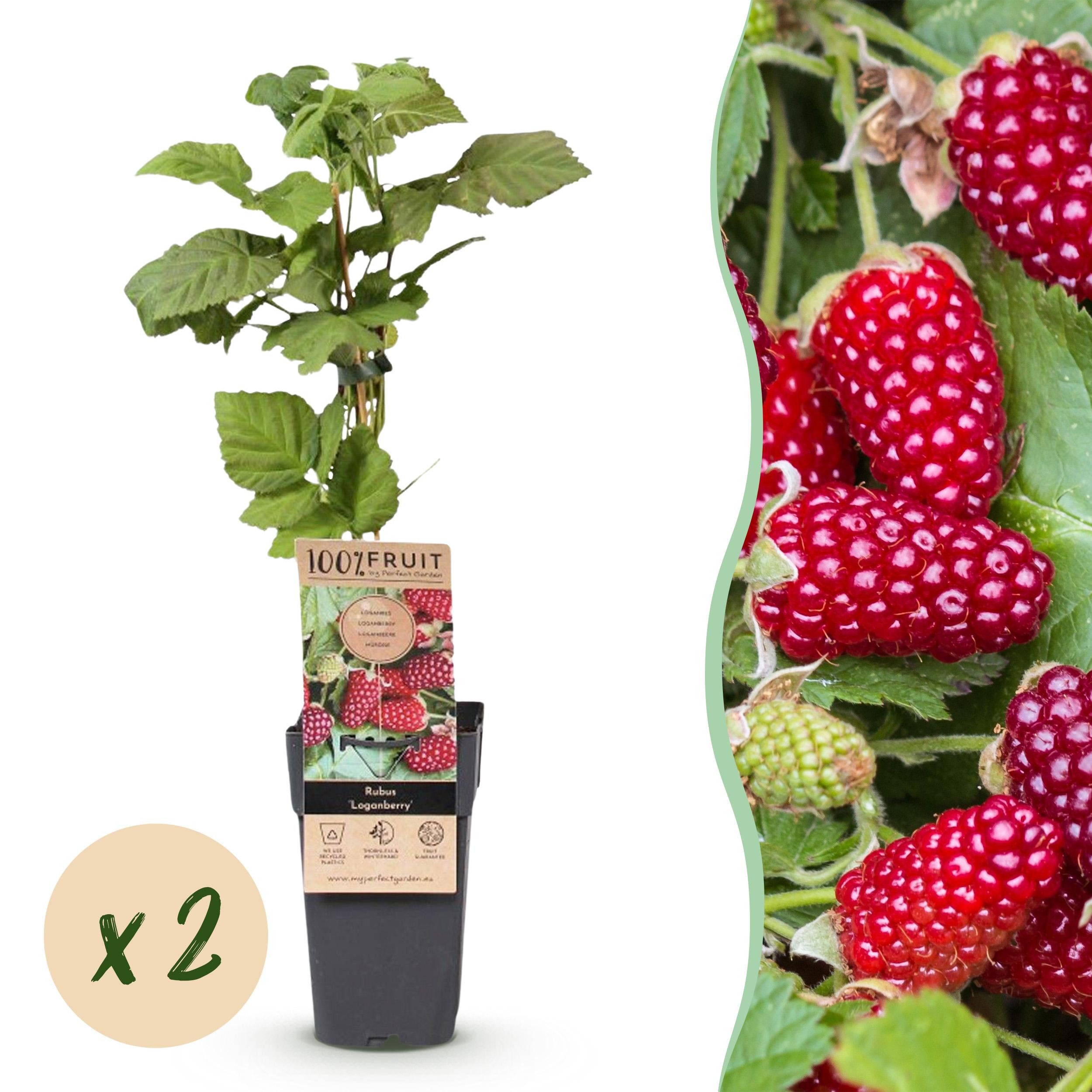 Exotenherz Kletterpflanze Rubus Thornless Loganberry - Himbeere - 15cm 50cm - 2 Stück