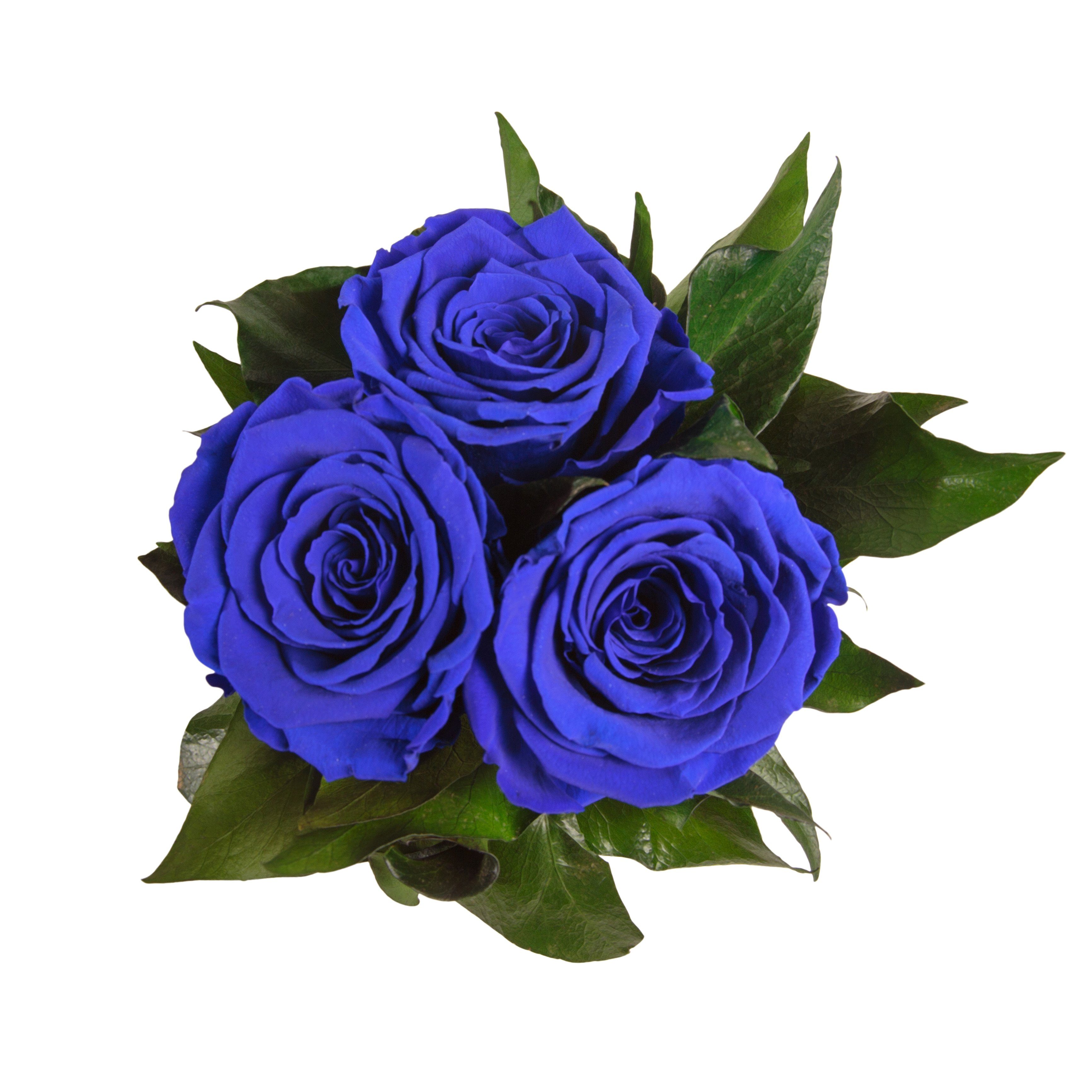 Rosenbox Höhe ROSEMARIE Kunstblume Sie Rose, cm, Geschenk weiß 10 konserviert Rosen Infinity SCHULZ Rosen für rund Blau 3 Heidelberg, echte