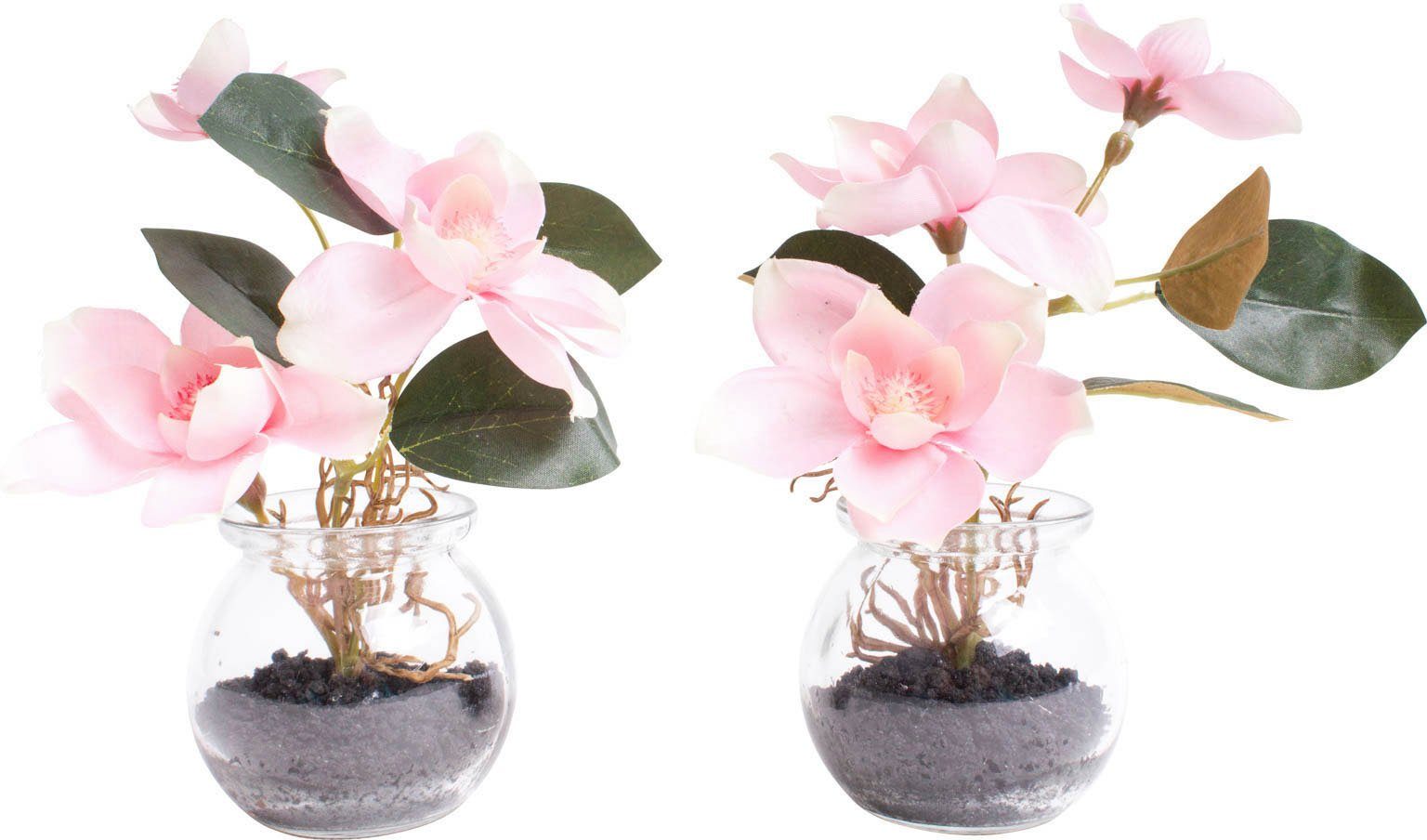 Kunstblume Magnolie im Glas, Botanic-Haus, Höhe günstig online kaufen