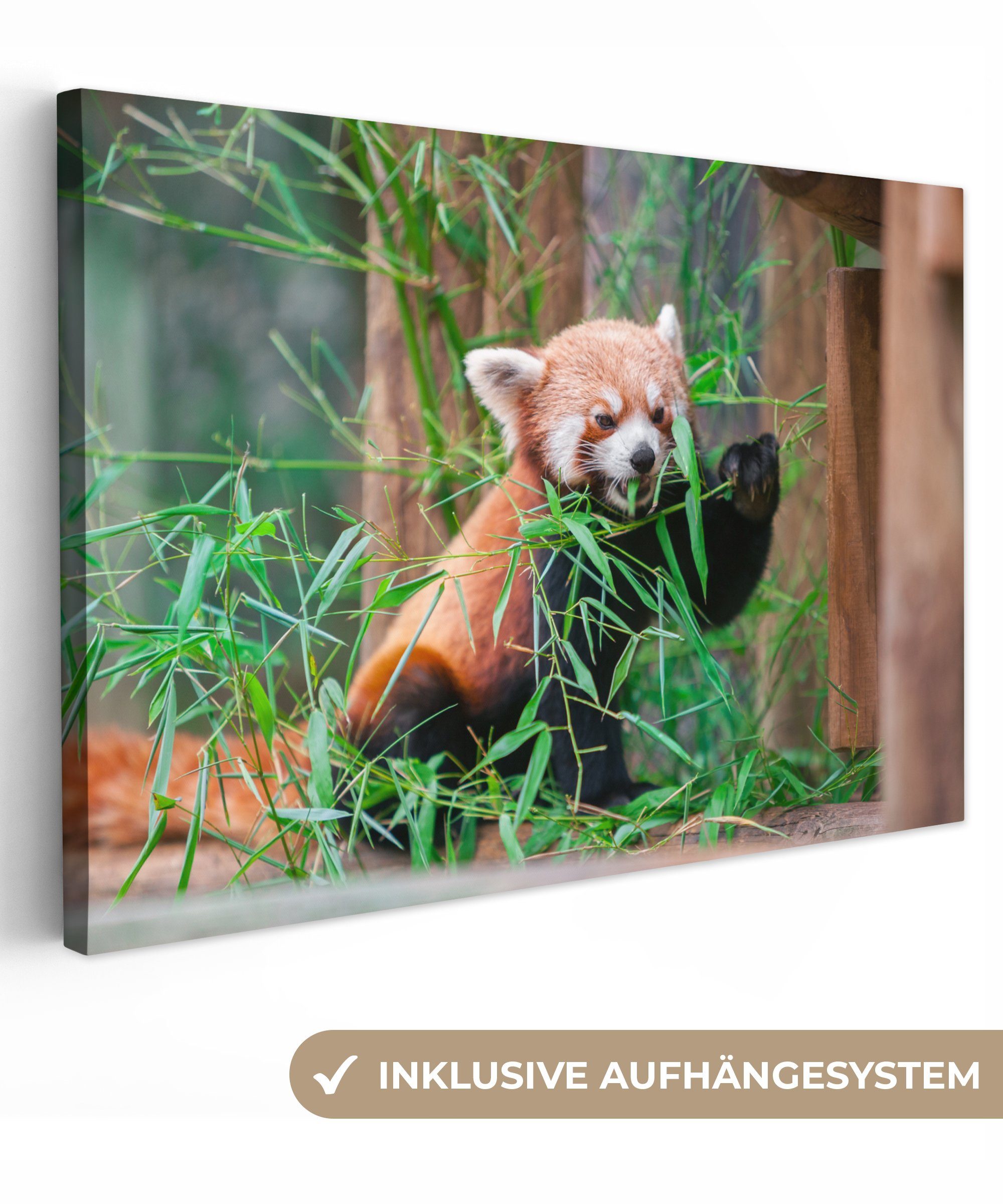 OneMillionCanvasses® Leinwandbild Roter Grün, - - Wandbild cm St), Panda Bambus 30x20 Leinwandbilder, Wanddeko, Aufhängefertig, (1