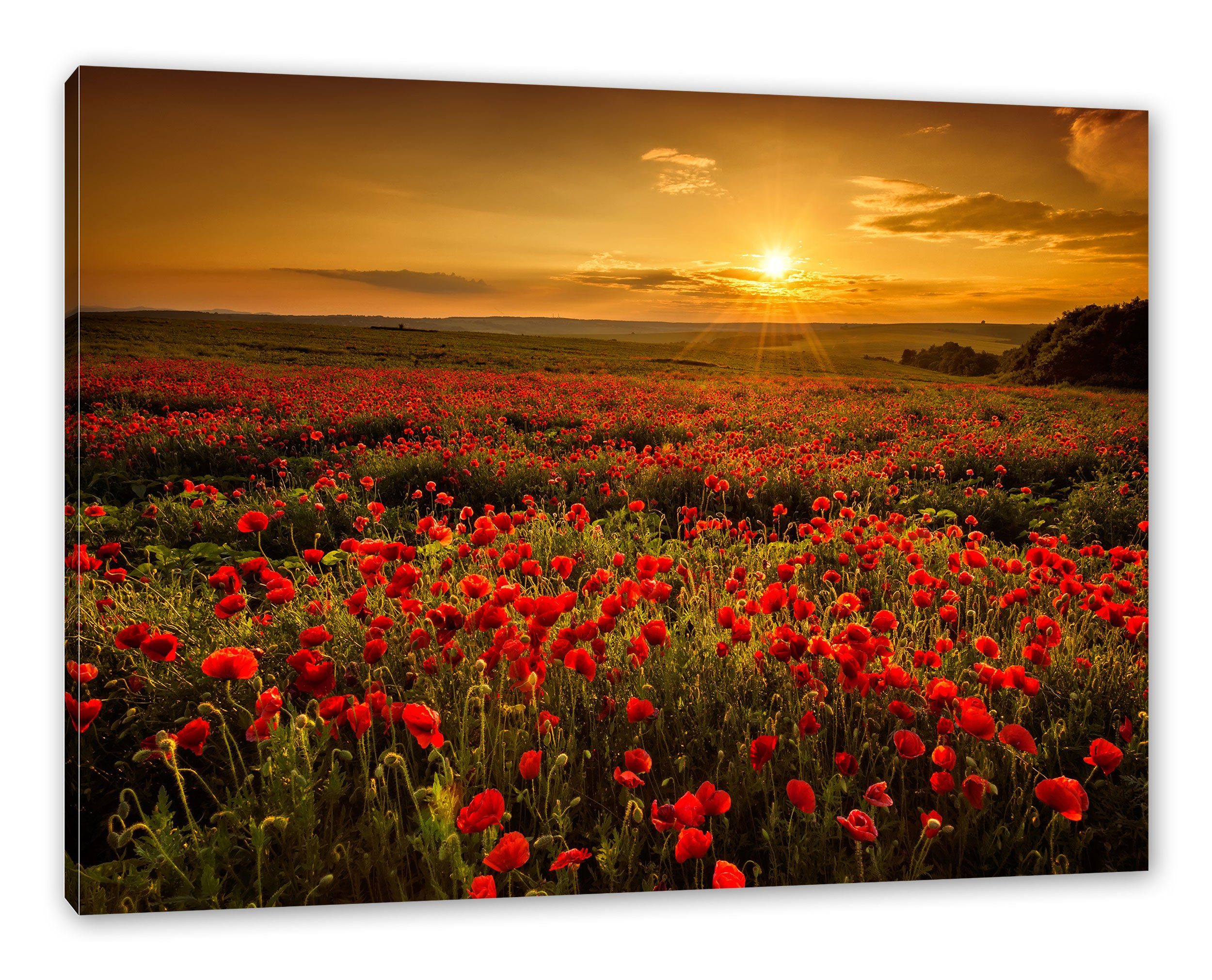 Pixxprint Leinwandbild Mohnblütenfeld bei Sonnenuntergang, Mohnblütenfeld günstig online kaufen