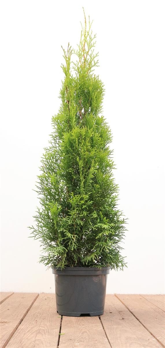 Pflanzen für Dich Konifere Thuja Smaragd, 1 St., Lebensbaum, Abendländischer Lebensbaum, immergrün, säulenform