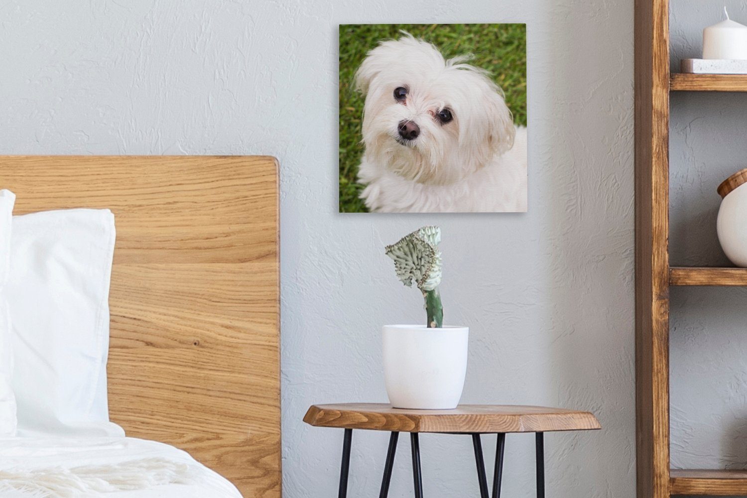 Malteserhund Wohnzimmer (1 Leinwand auf, St), schaut OneMillionCanvasses® Schlafzimmer für Bilder Leinwandbild