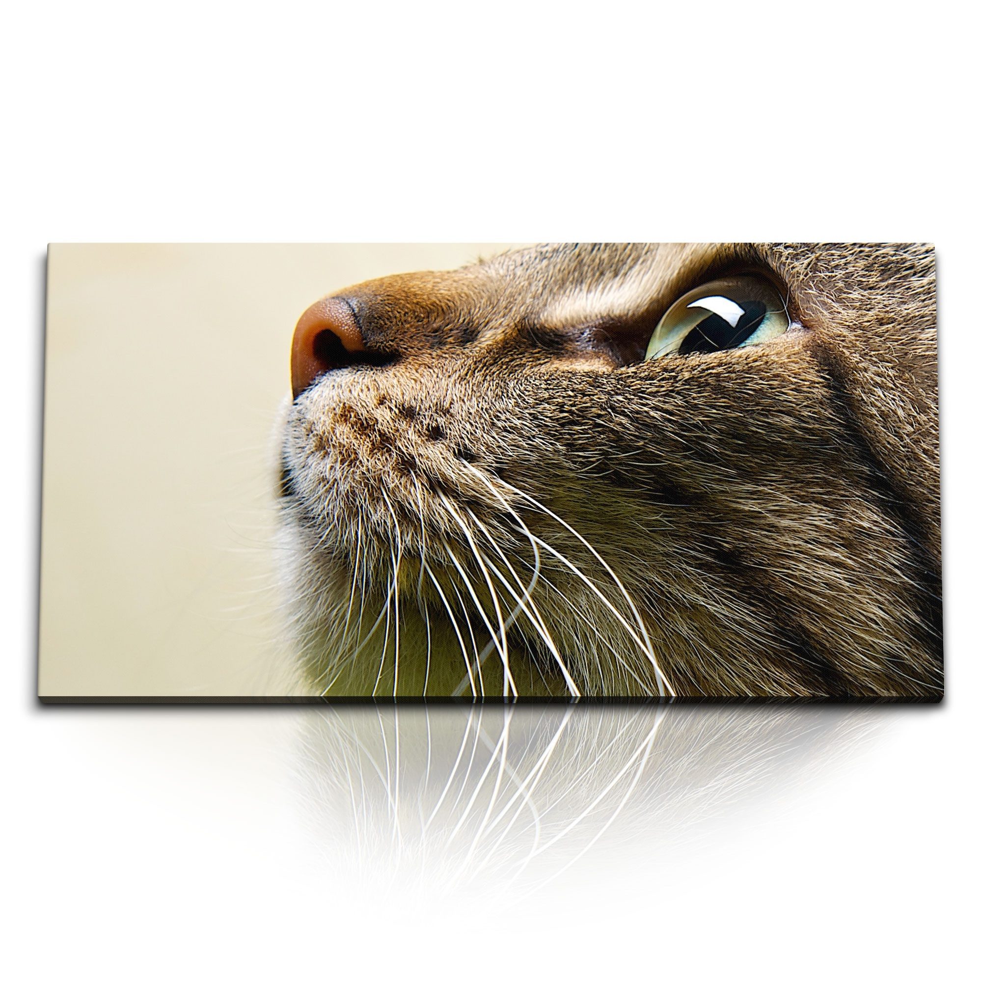 Leinwandbild Kunstdruck Bilder 120x60cm Kleine Katze Kater Tierfotografie Katzenaug