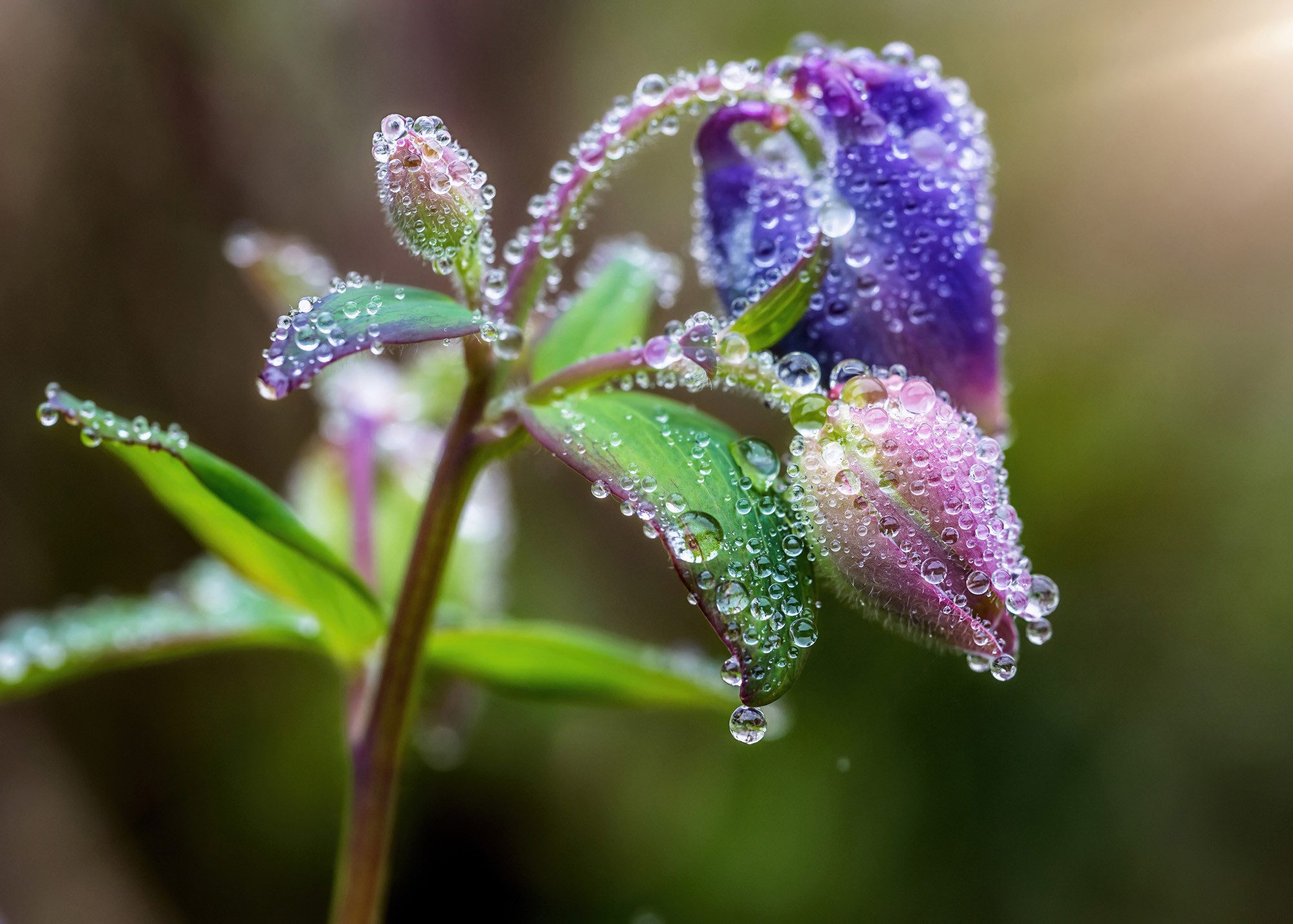 Rasch Fototapete Pflanze mit Blüte & Tautropfen - Vliestapete Braun Blau, floral, bedruckt, (1 Rolle, 1 St., Kollektion 'Magicwalls' - 2,65 m x 3,71 m), Lichtbeständige Farben - Feucht abwischbar - Restlost abziehbar