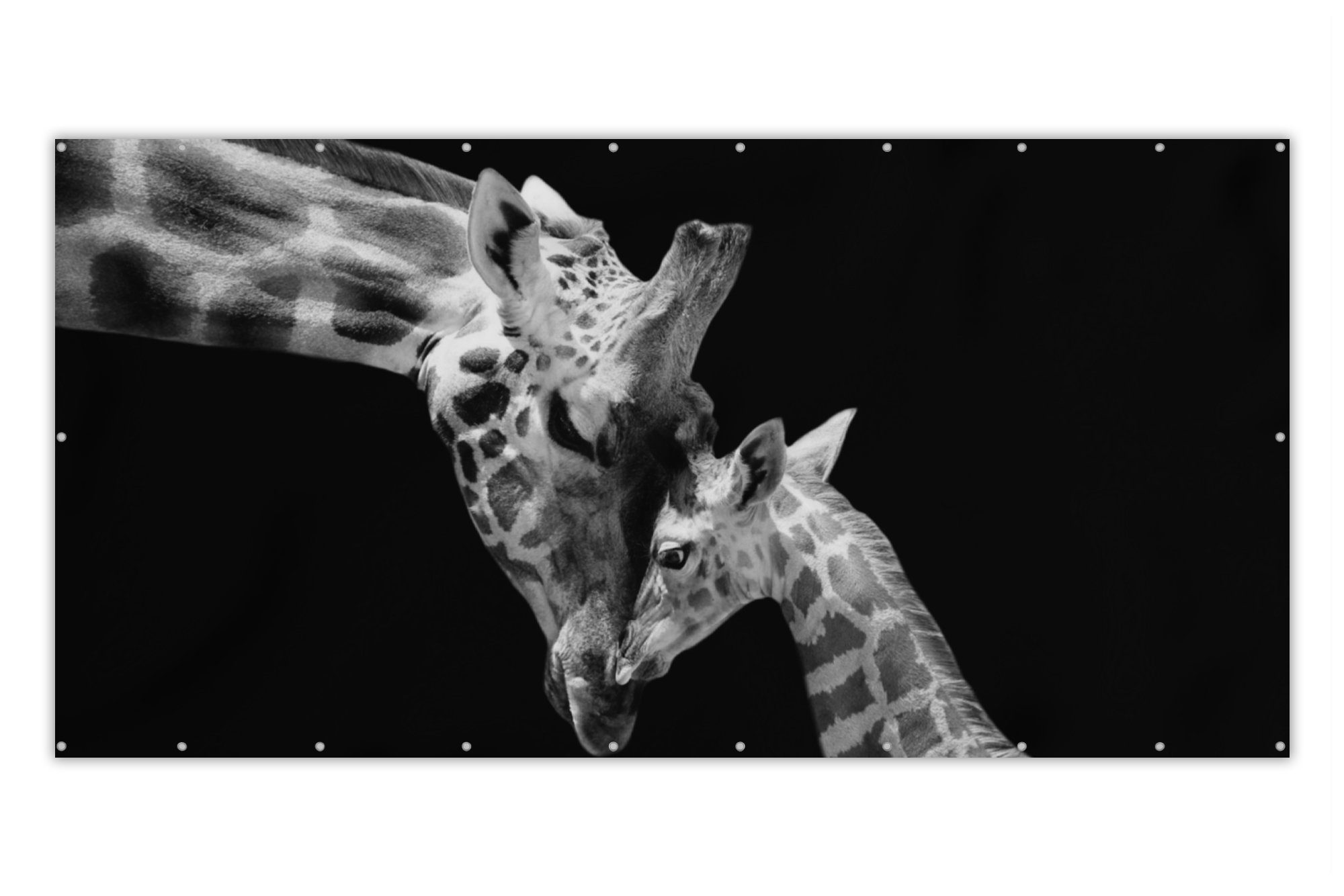 MuchoWow Balkonsichtschutz Giraffe - Wildtiere - Porträt - Schwarz-Weiß (1-St) Balkonbespannung mit Metalösen, UV-beständig, Balkonbanner
