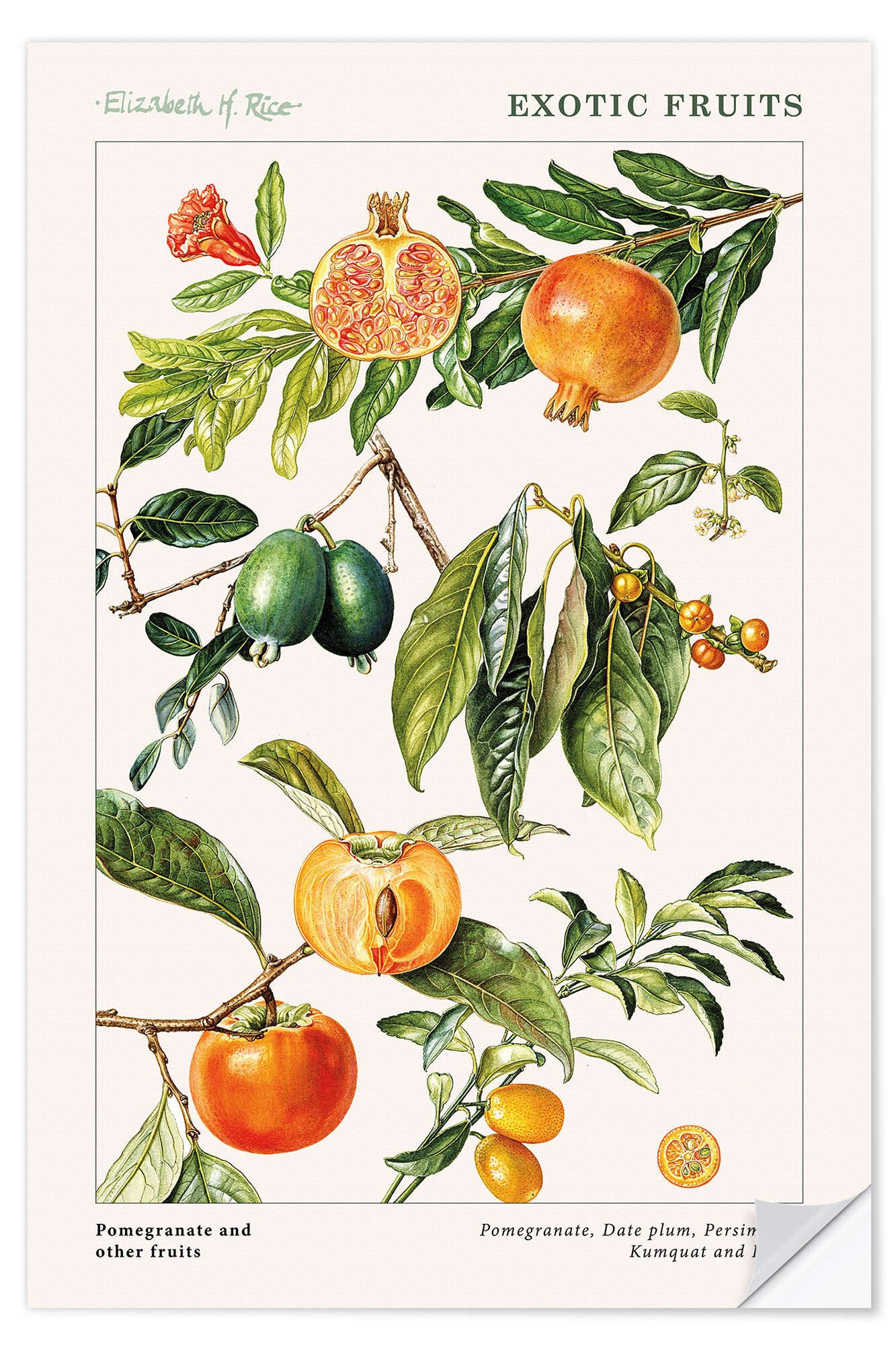 Posterlounge Wandfolie Elizabeth Rice, Granatapfel und andere Früchte, Küche Landhausstil Grafikdesign