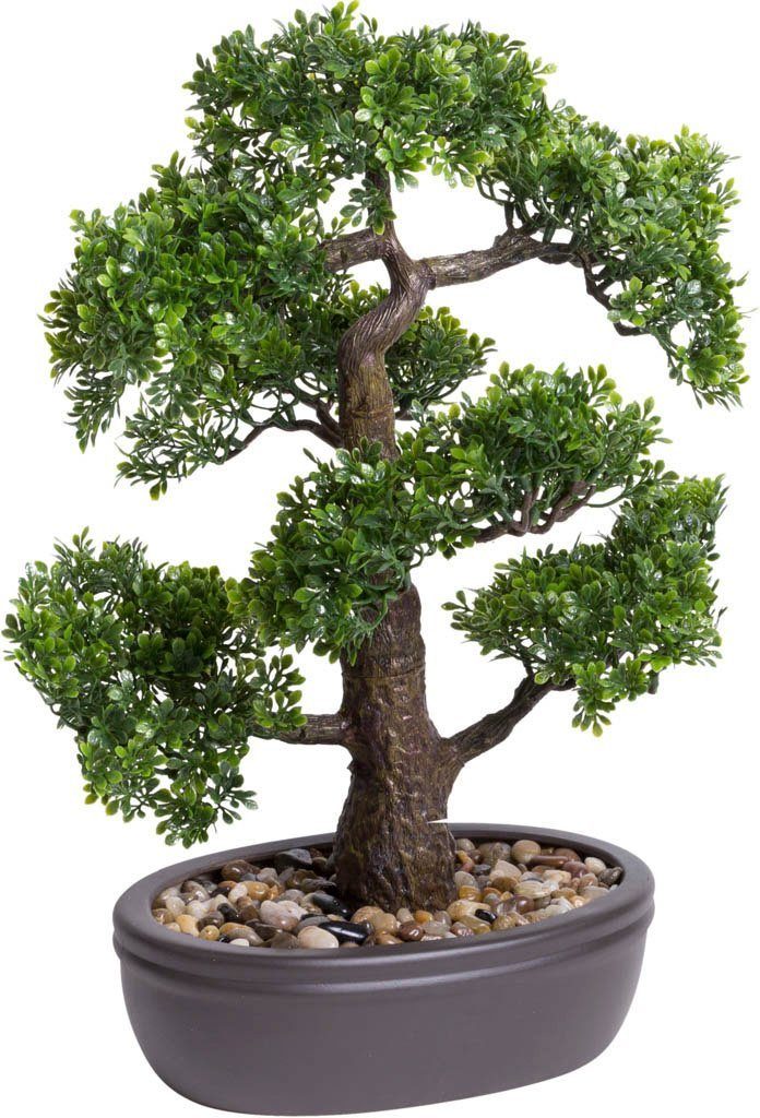 Kunstbonsai Ficus Bonsai Ficus, Botanic-Haus, Höhe günstig online kaufen