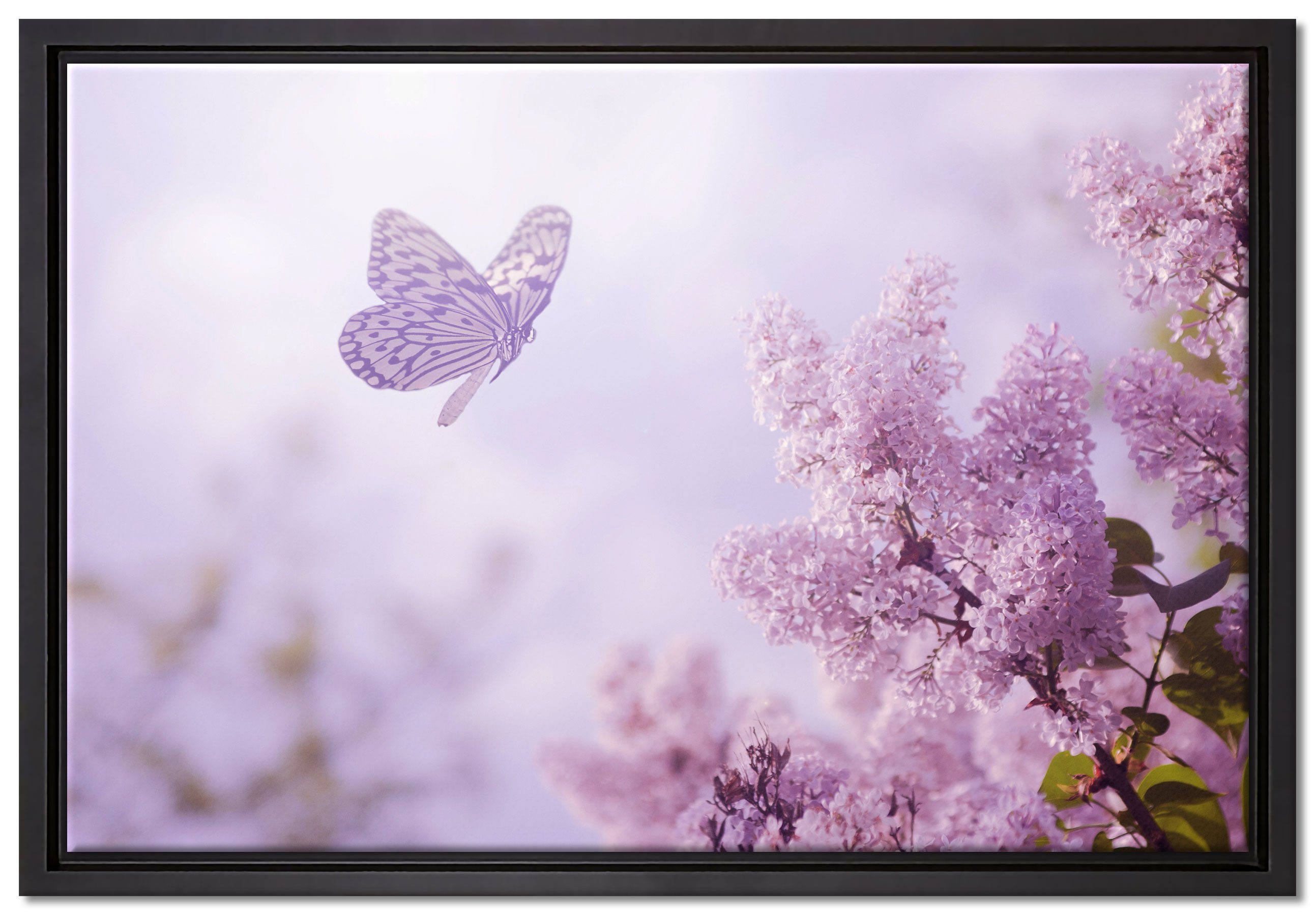 Kirschblüten, Schmetterling Zackenaufhänger St), Leinwandbild in Schattenfugen-Bilderrahmen (1 inkl. gefasst, bespannt, Leinwandbild Wanddekoration einem Pixxprint fertig