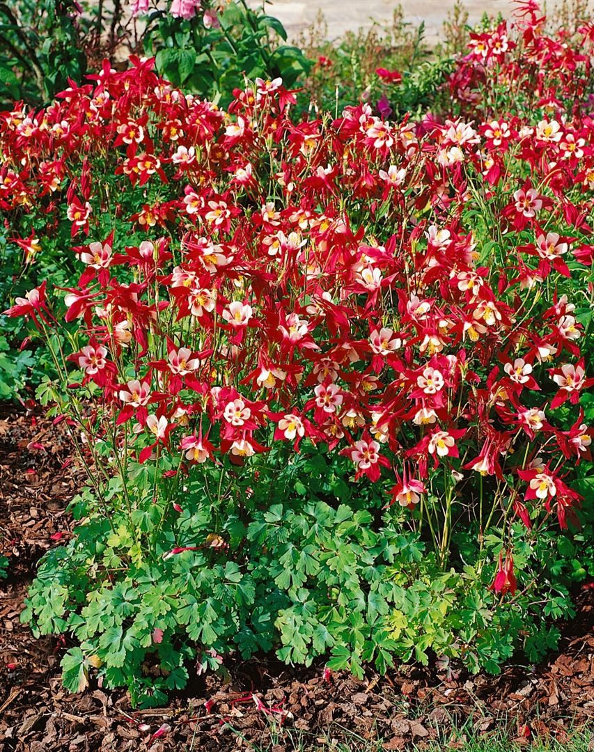 Pflanzen für Dich Staude Aquilegia caer. Crimson Star, 1 St., Akelei