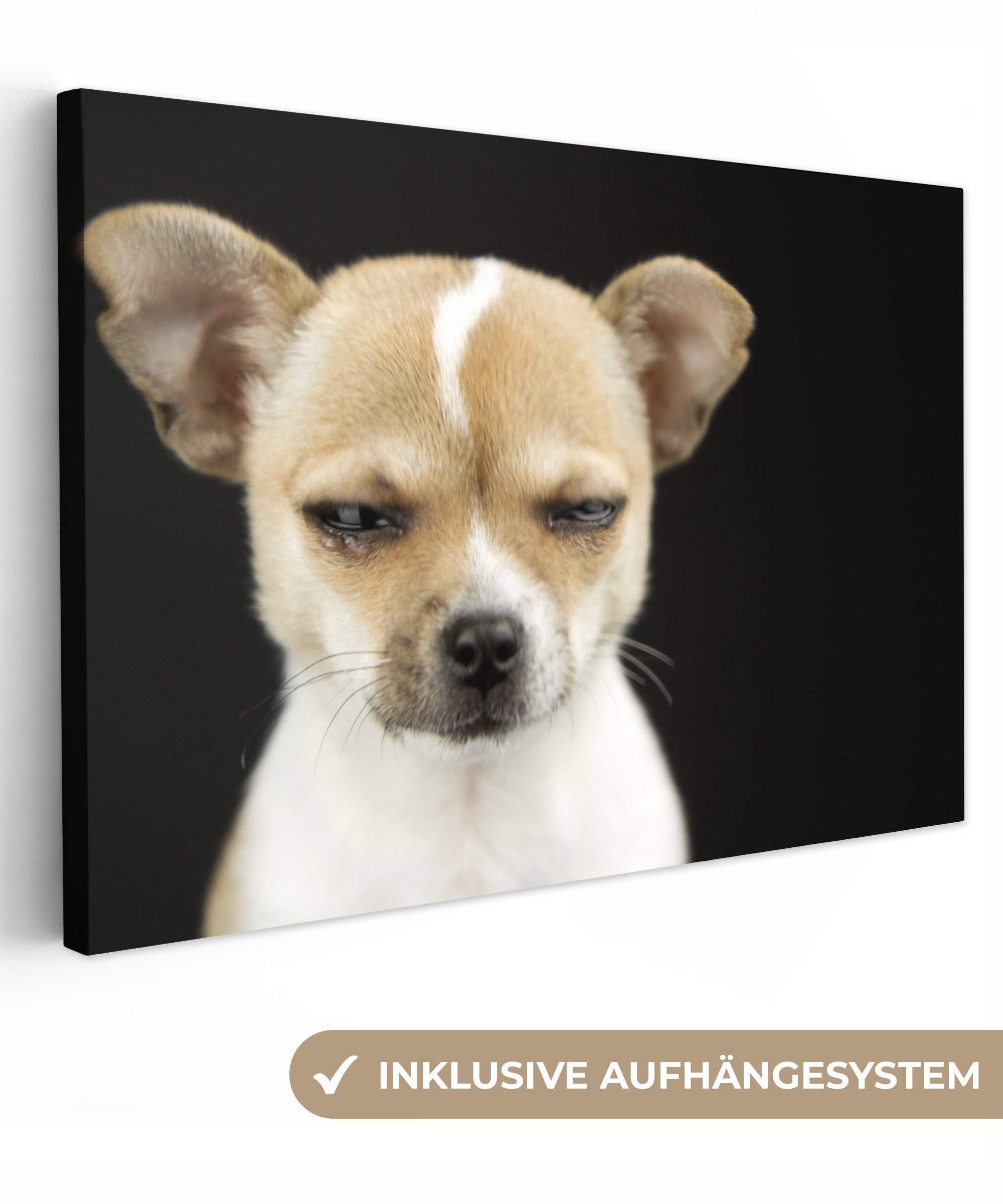 OneMillionCanvasses® Leinwandbild Hund - Haustiere - Porträt, (1 St), Wandbild Leinwandbilder, Aufhängefertig, Wanddeko, 30x20 cm