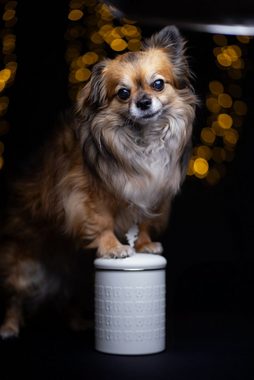 Qchefs Futterbehälter Glückskiste Set Hund Geschenk für Hunde Besitzer mit Natur Zahnpflege, Edelstahl- recycelbar- lebensmittelecht 23 x 15 cm
