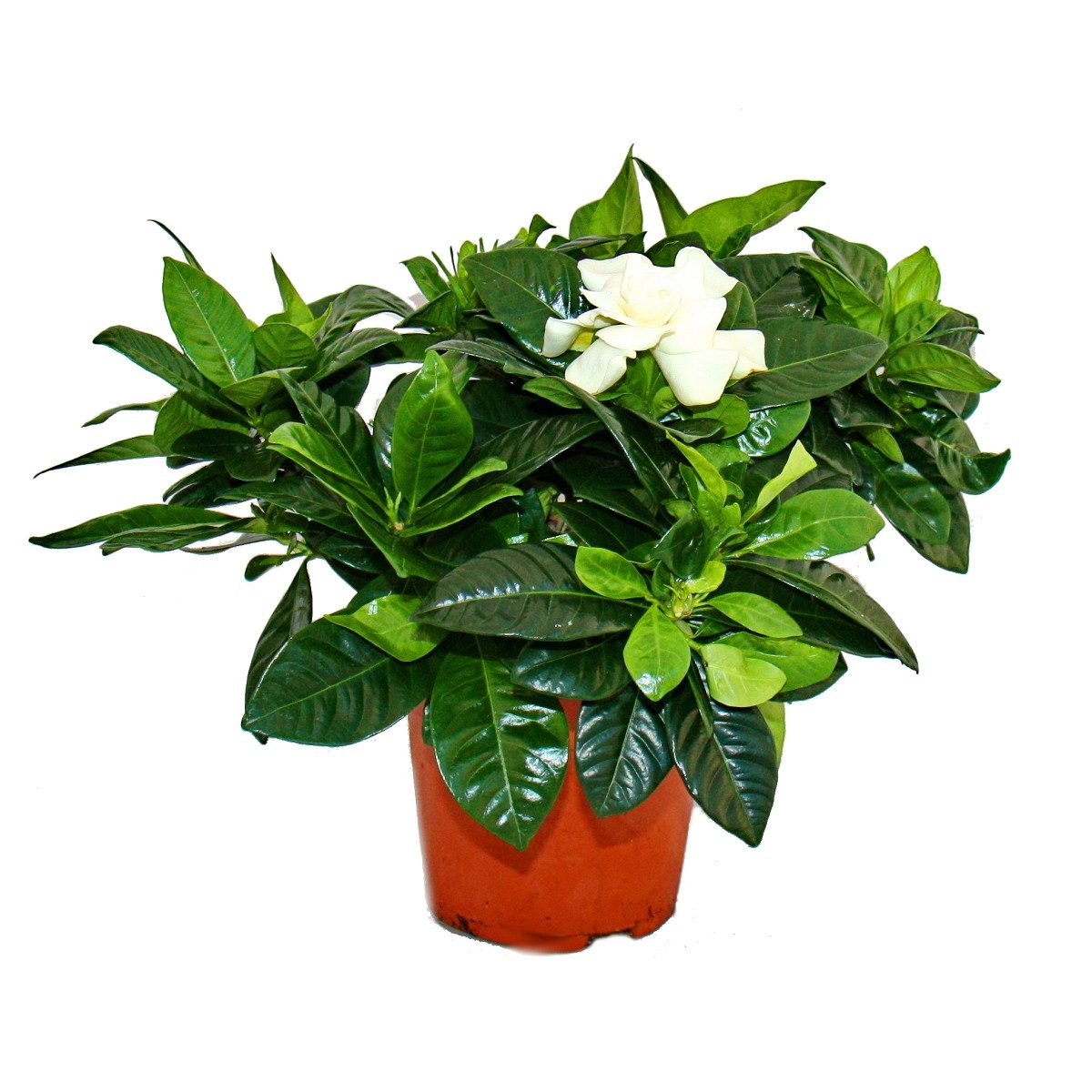 Exotenherz Zimmerpflanze Gardenie Duftende Blütenpflanze creme-weiß farbenen Blüten 12cm Topf