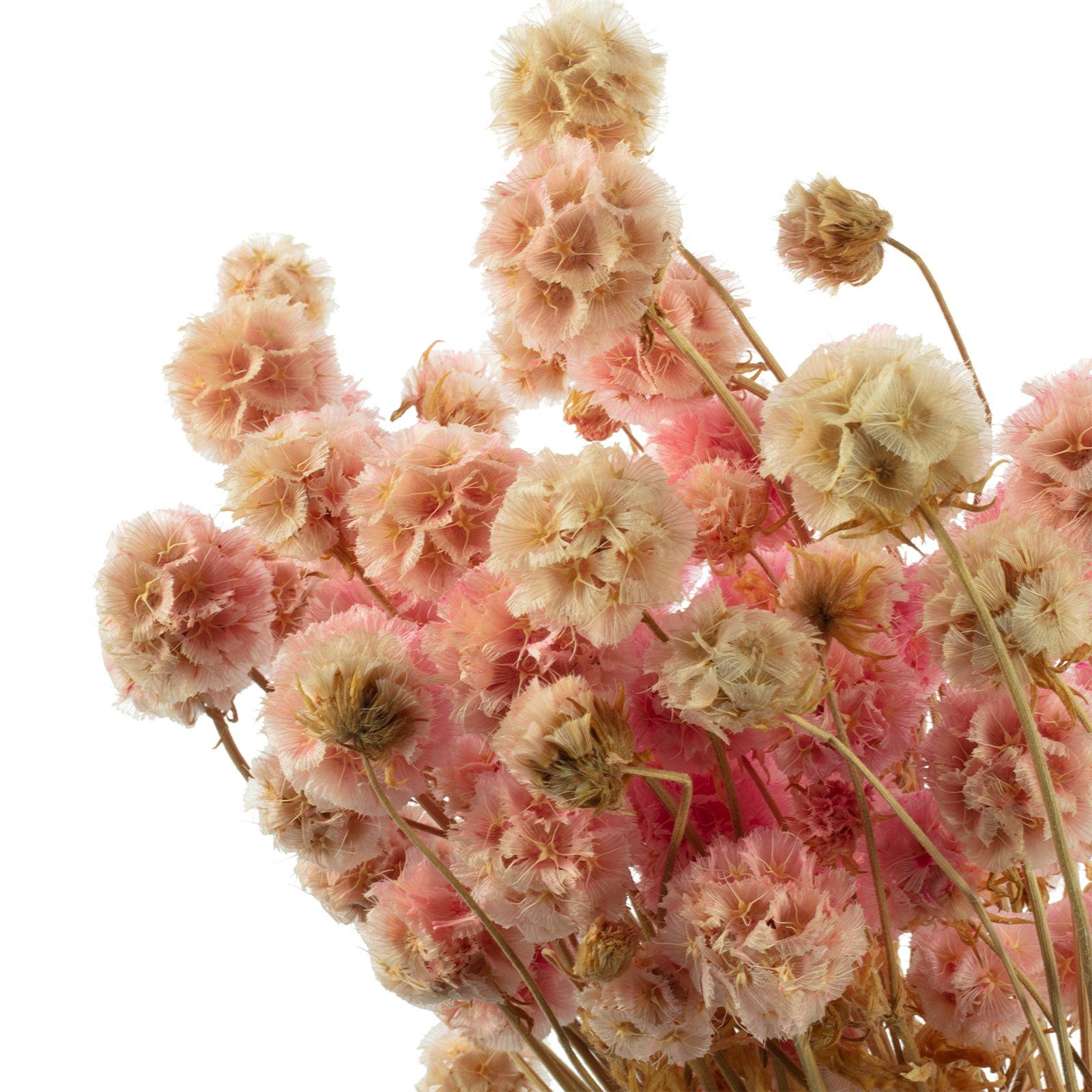 Blüten Trockenblume - 70 mit ca. Länge cm Vosteen ca. Skabiose pink, - 25 - Kugel Stiel