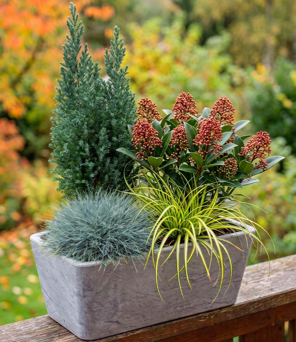 BALDUR Garten Staude 4er Herbst-Set 'Forest Friends', 4 St., Herbstpflanzen-Mix, immergrün, strukturreich, kübelgeeignet