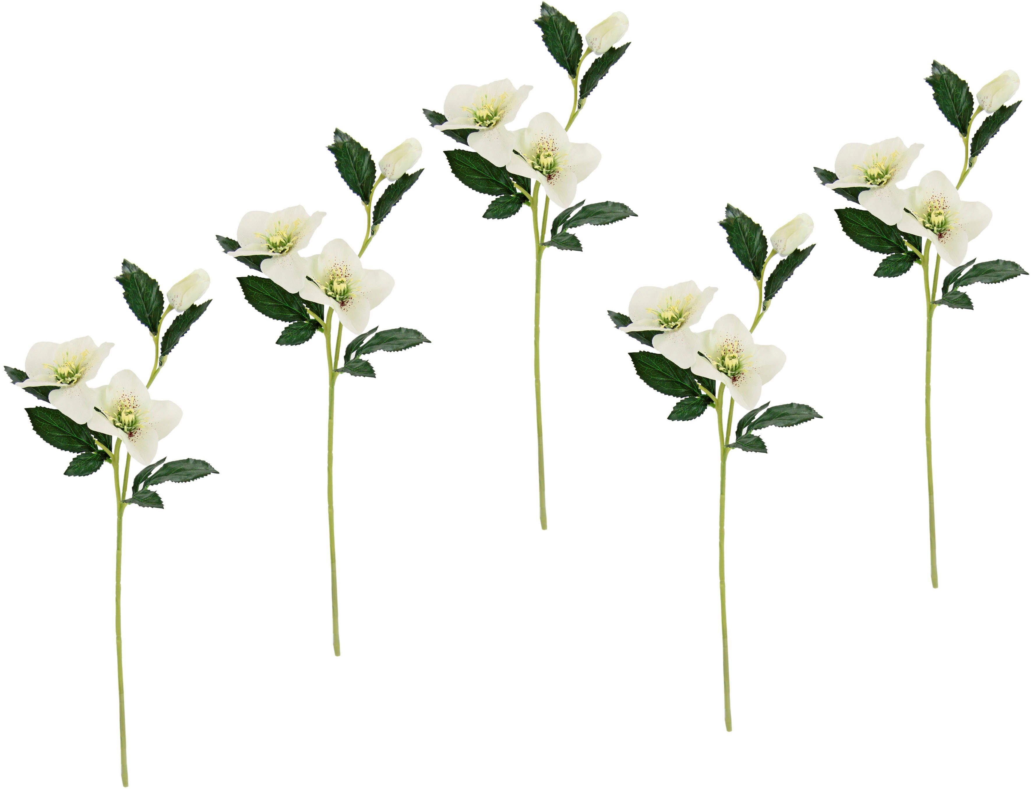 Kunstblume Christrose, I.GE.A., Höhe 57 cm, Künstlich Seidenblumen, 5er Set
