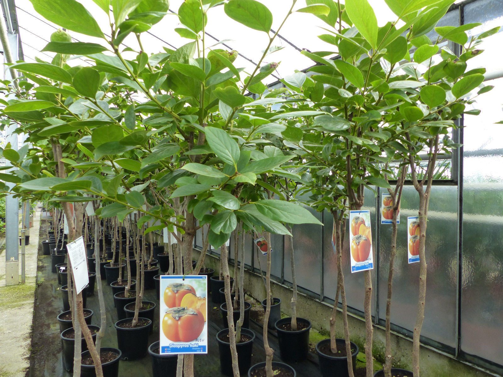 gruenwaren jakubik Obstpflanze Kaki Baum 160-180 cm Sorte "Rojo Brilliante" Kakipflaume Pflanze – Bild 3 von 5