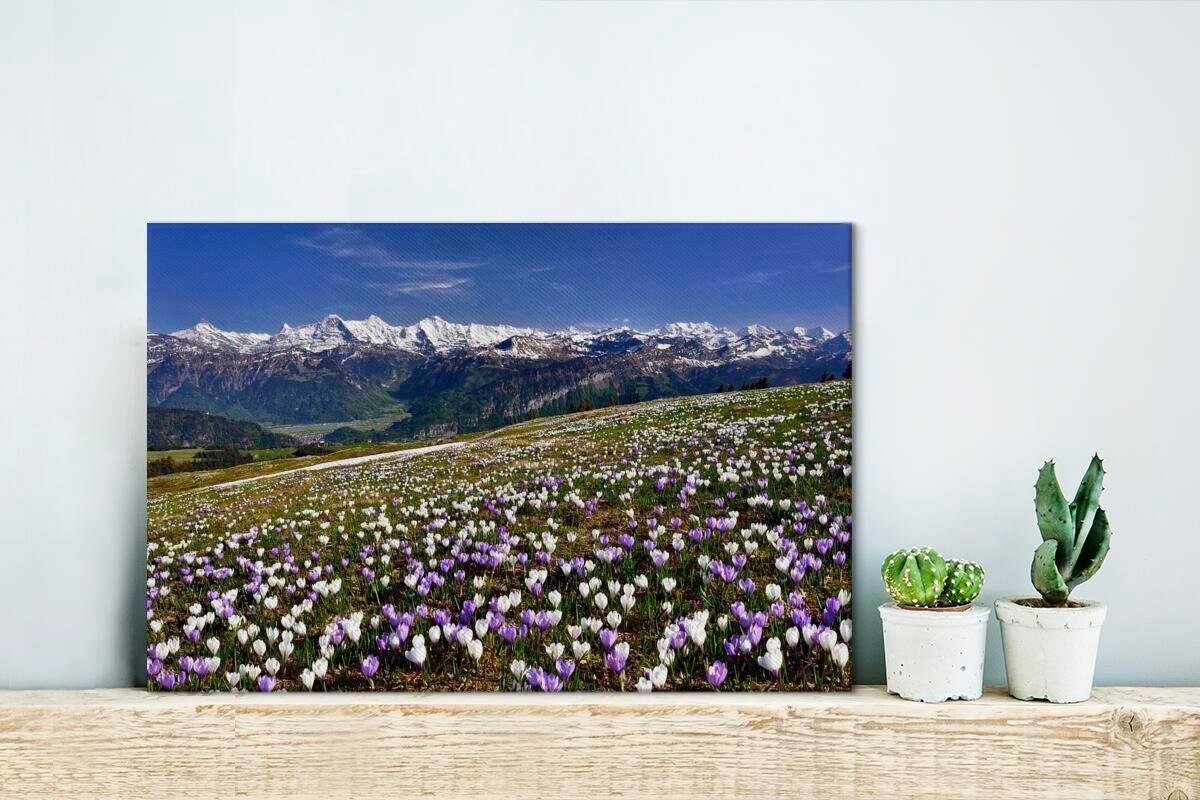 Leinwandbild cm Wandbild oberhalb St), Schweiz, in der (1 Krokuswiese Aufhängefertig, Alpen 30x20 Leinwandbilder, Berner der Wanddeko, OneMillionCanvasses®