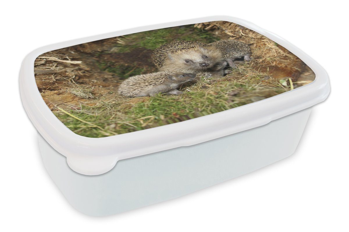 MuchoWow Lunchbox Baby-Igel in Jungs Kinder und für (2-tlg), Brotdose, weiß und Mädchen Erwachsene, Brotbox für der Kunststoff, Natur