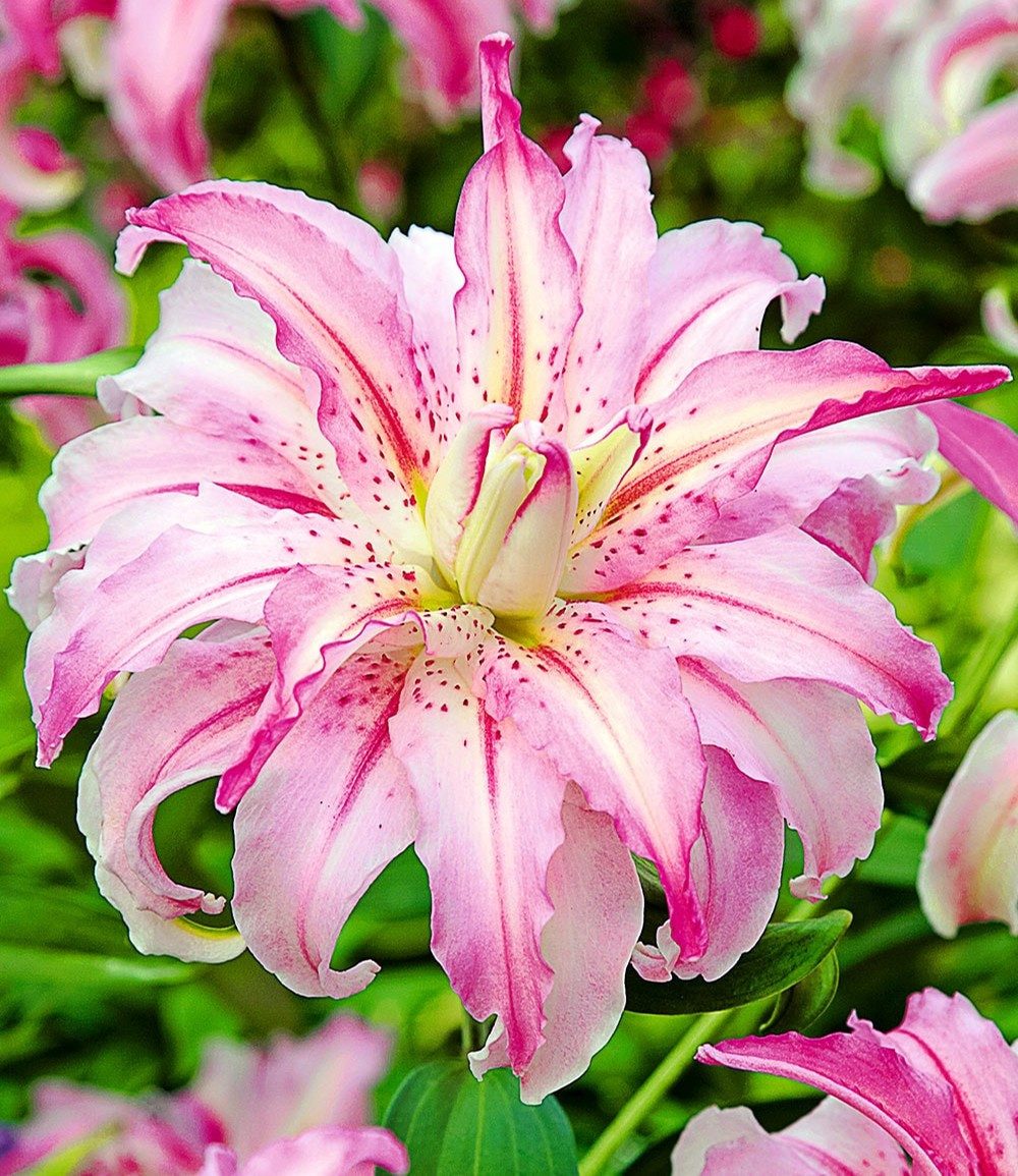 BALDUR Garten Blumenzwiebeln Riesen-Duftlilie 'Broken Heart', Gefüllte Orient-Lilie, winterhart, mehrjährig, duftend
