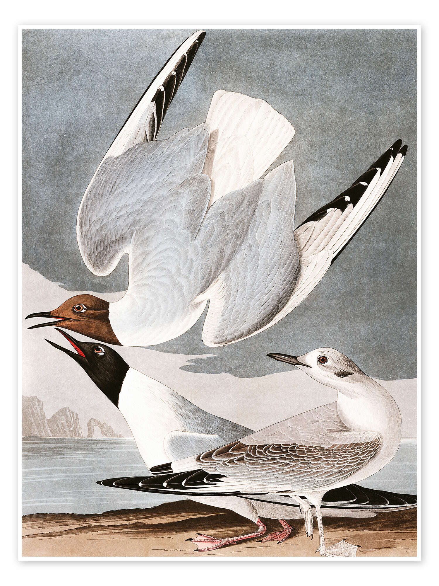Poster John James Audubon