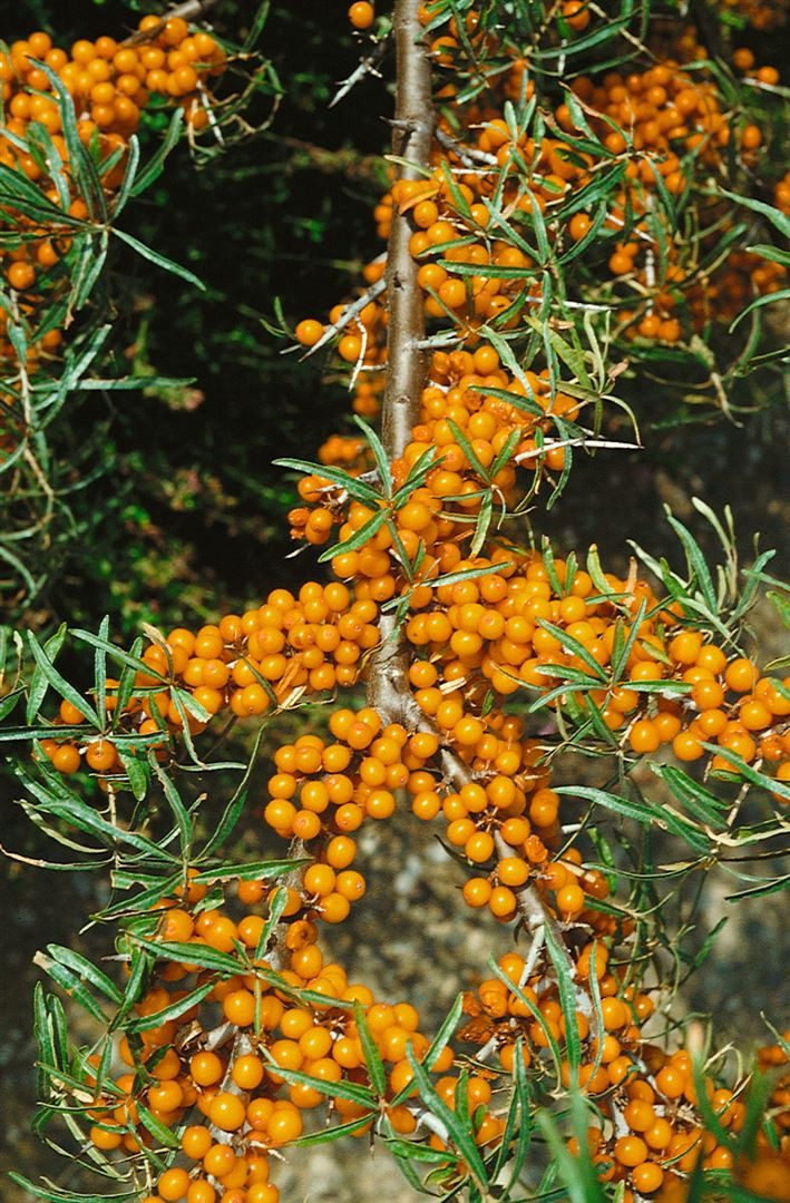 Pflanzen für Dich Obstpflanze Hippophae rham. Orange Energy, 1 St., Sanddorn, Fasanenbeere, orange Beeren, vitaminreich