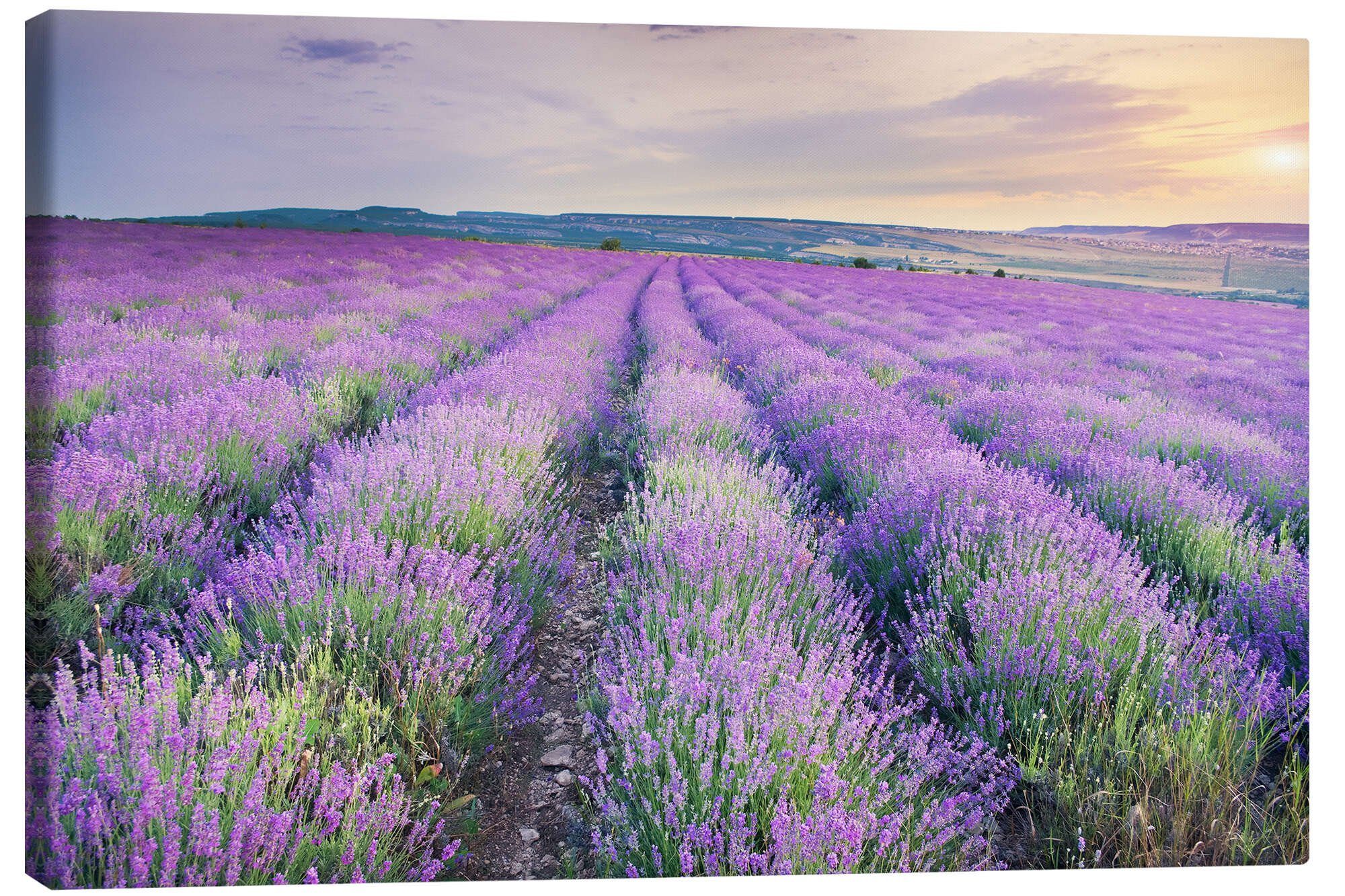 Posterlounge Wandbild Lavendel im Sonnenuntergang, Editors Choice, erhältlich als Poster, Leinwandbild, Wandsticker oder Acrylglasbild