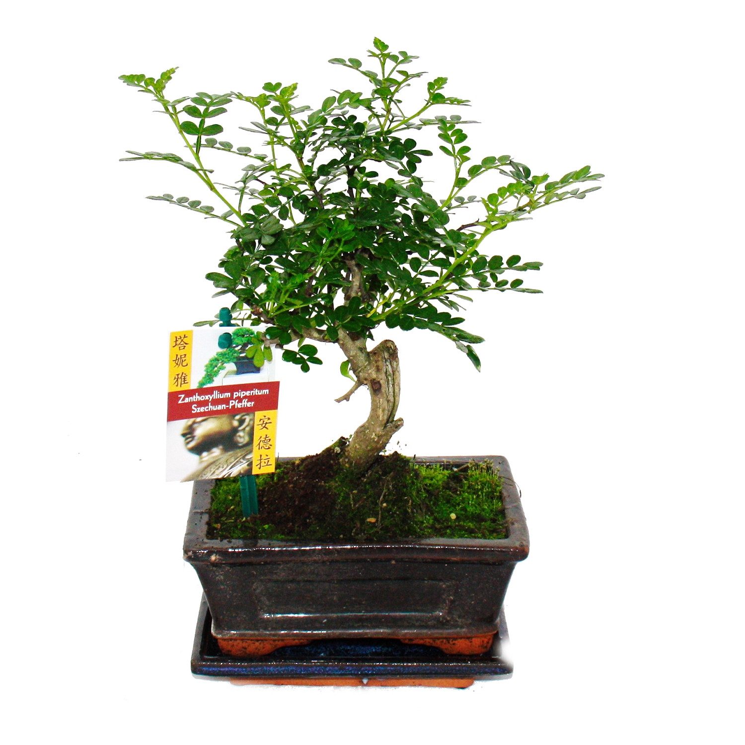 Exotenherz Zimmerpflanze Bonsai Szechuan-Pfeffer Zanthoxylum piperitum ca. 6 Jahre Kugelform
