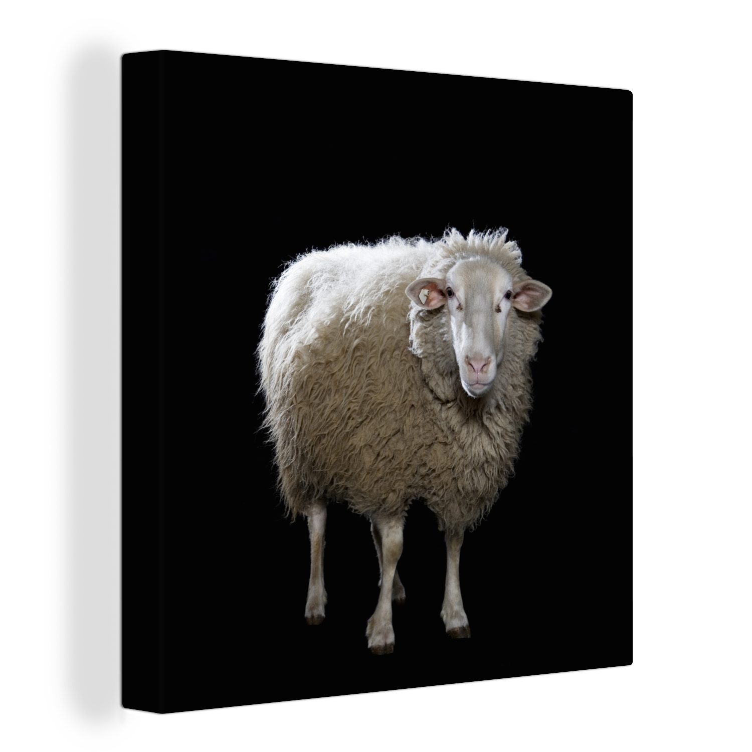 OneMillionCanvasses® Leinwandbild Schafe - Nutztiere - Schwarz, (1 St), Leinwand Bilder für Wohnzimmer Schlafzimmer