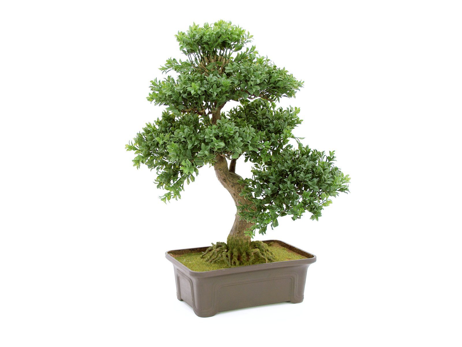 Kunstbaum EUROPALMS Buchsbonsai, Kunstpflanze, 61 cm, günstig online kaufen