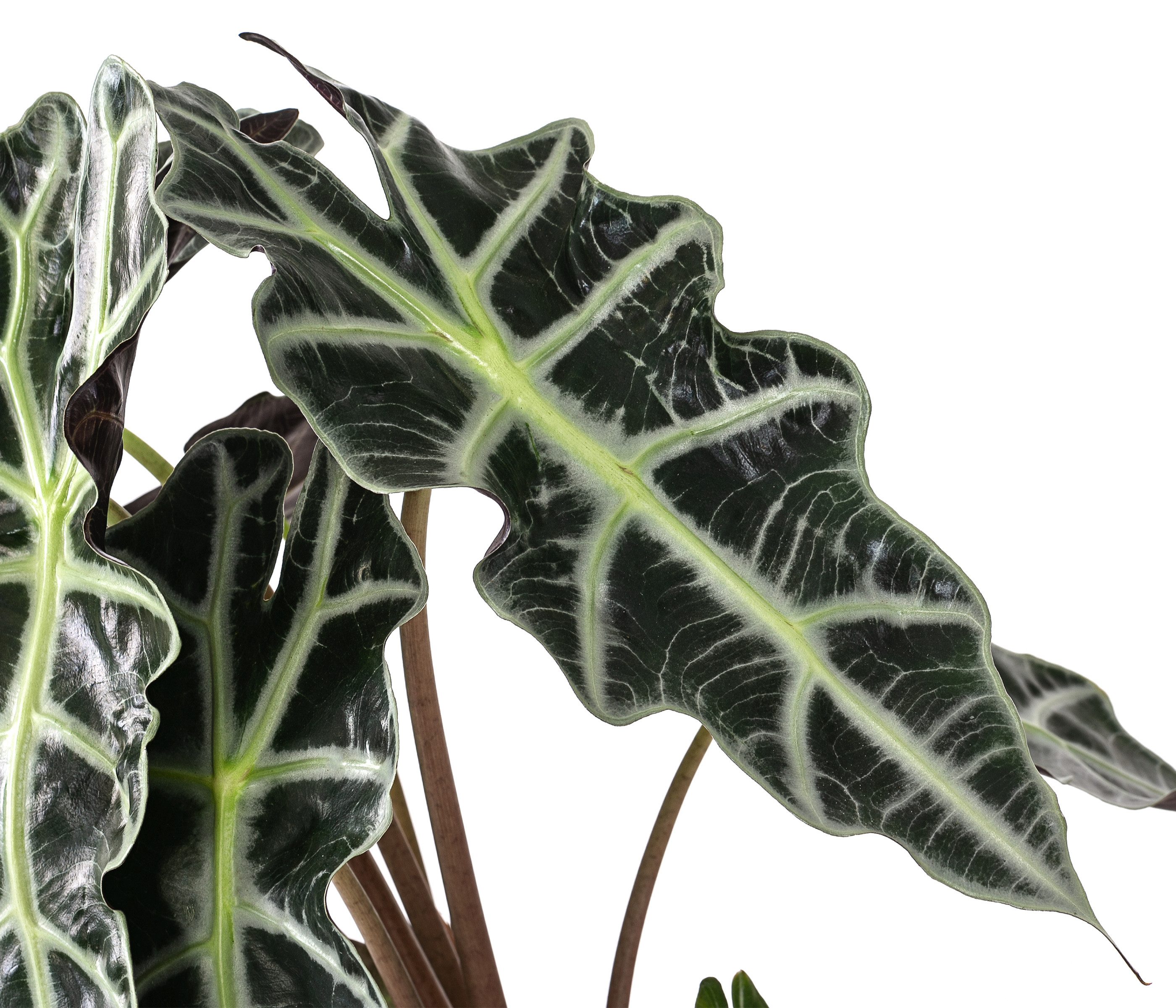 Dehner Zimmerpflanze Pfeilblatt Polly, Alocasia amazonica, tropische Schönh günstig online kaufen