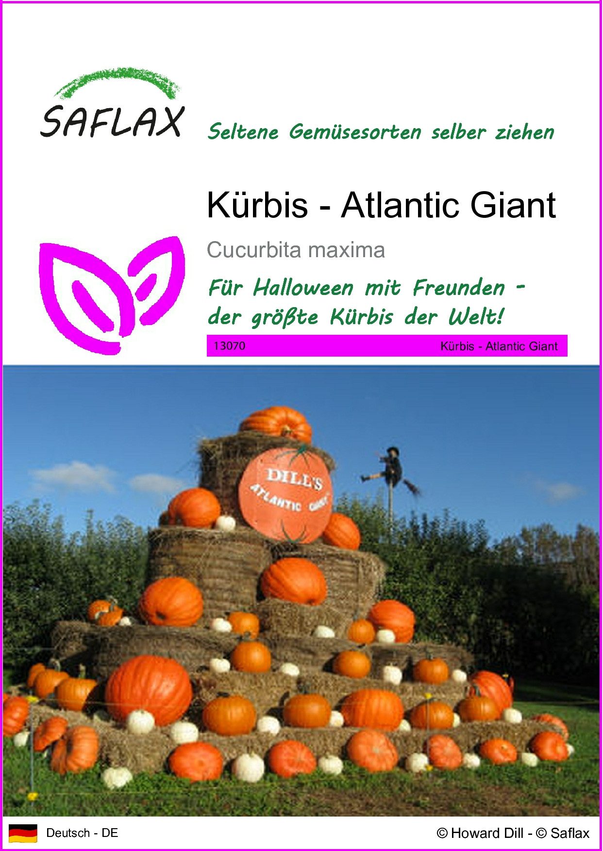 SAFLAX Gemüsesamen SAFLAX - Samen - Kürbis - Atlantic Giant günstig online kaufen