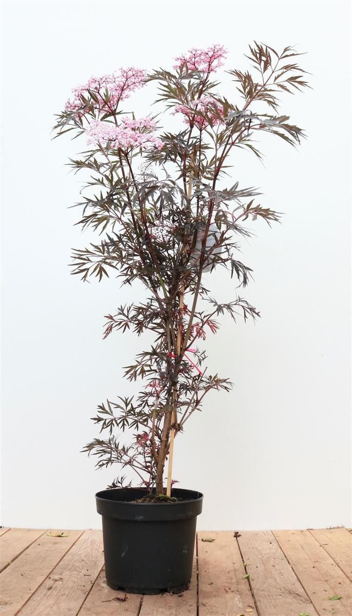 Pflanzen für Dich Gehölze Sambucus nigra Black Lace, 1 St., Schwarzer Holunder, Holunder, Fliederbeere