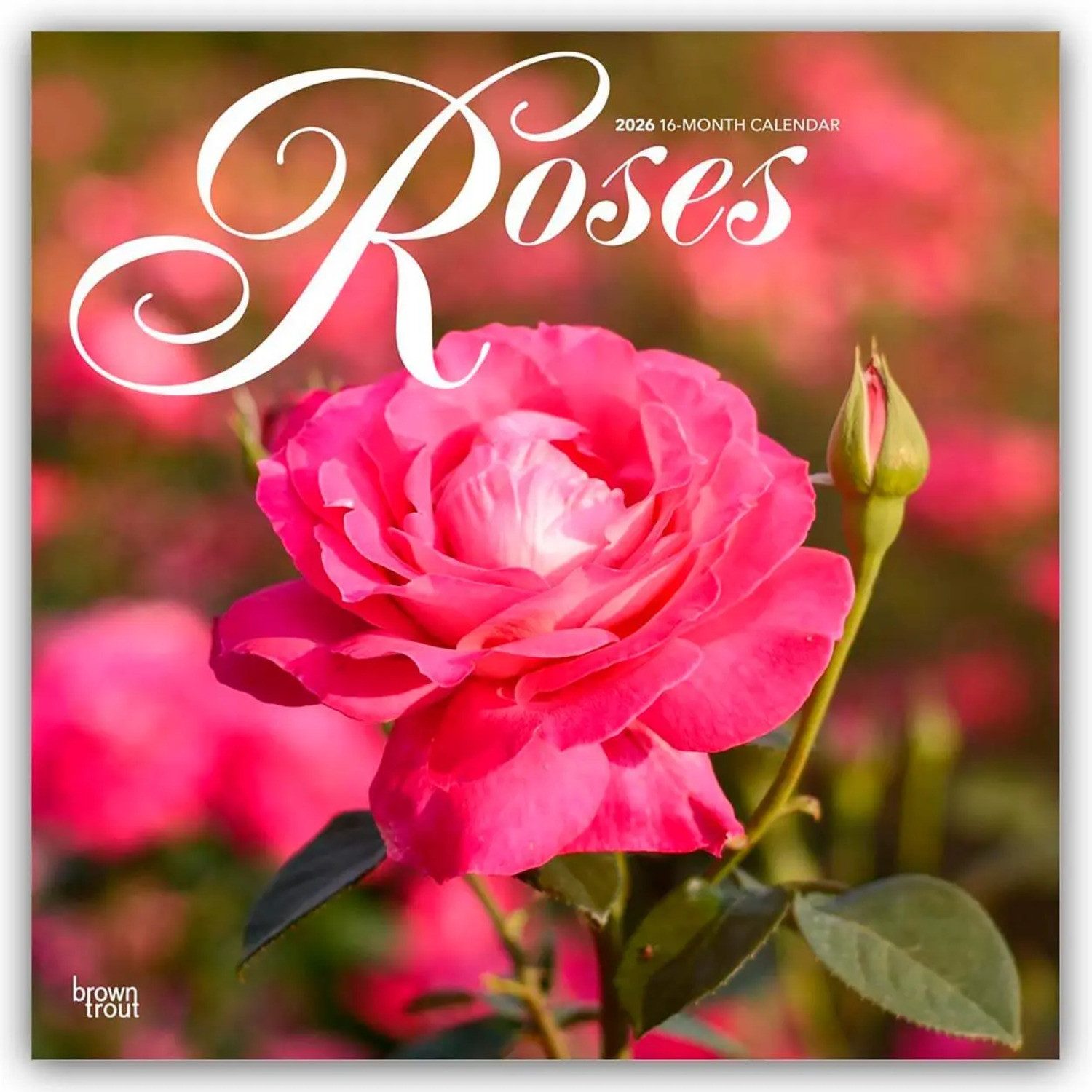 Wandkalender Roses - Rosen 2026 - 16-Monatskalender