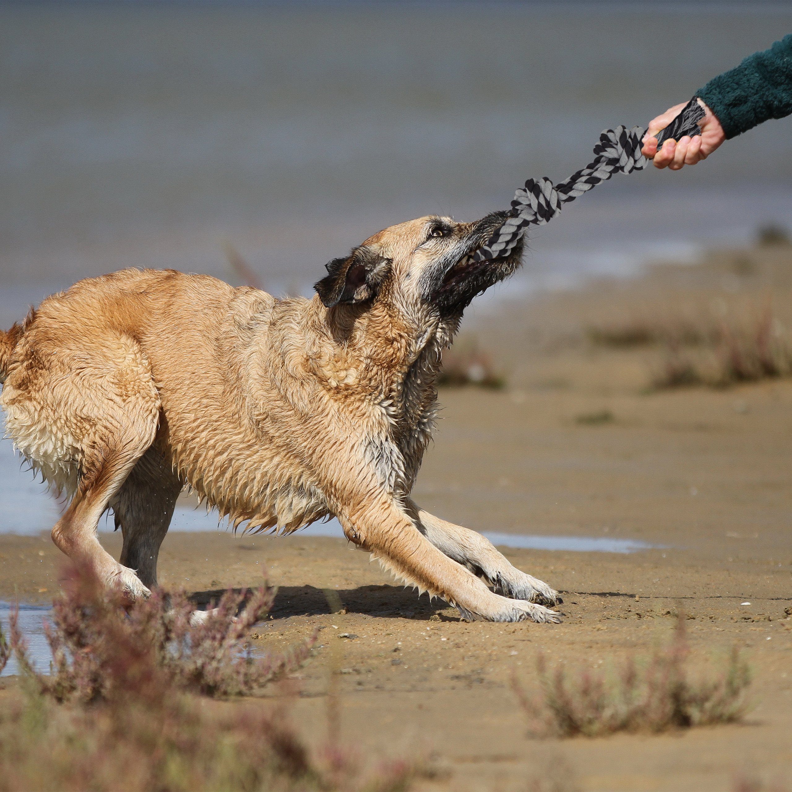 relaxdays Zerrspielzeug Hundespielzeug Seil 2er Set