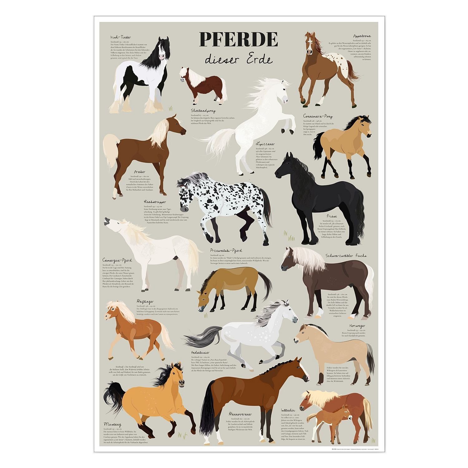 Close Up Poster Pferde dieser Erde Poster Die bekanntesten Pferderassen 61 günstig online kaufen
