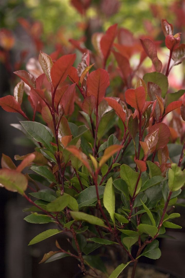 Pflanzen für Dich Gehölze Photinia fraseri Little Red Robin, 1 St., Glanzmispel, Rote Glanzmispel