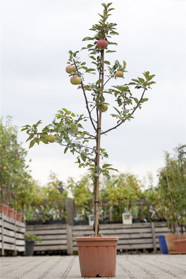 Pflanzen für Dich Obstpflanze Malus 'Idared', 1 St., Idared-Apfel, Apfelbaum, rote Äpfel, lagerfähig