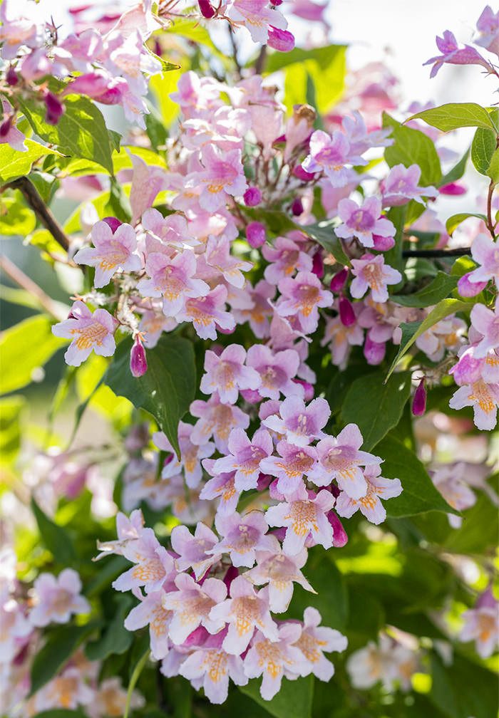 Garten von Ehren Zierstrauch Kolkwitzia amabilis Containerware 60-100 cm hoch