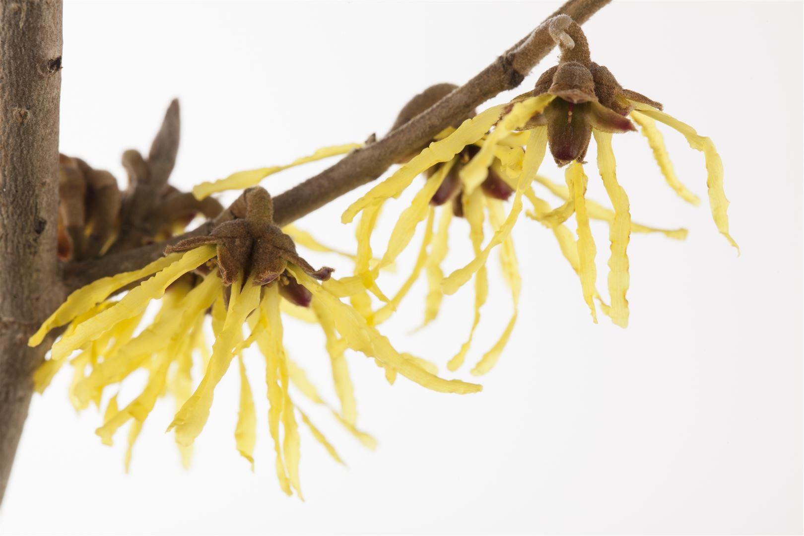 Pflanzen für Dich Gehölze Hamamelis intermedia Pallida, 1 St., Hybrid-Zaubernuss, Zaubernuss