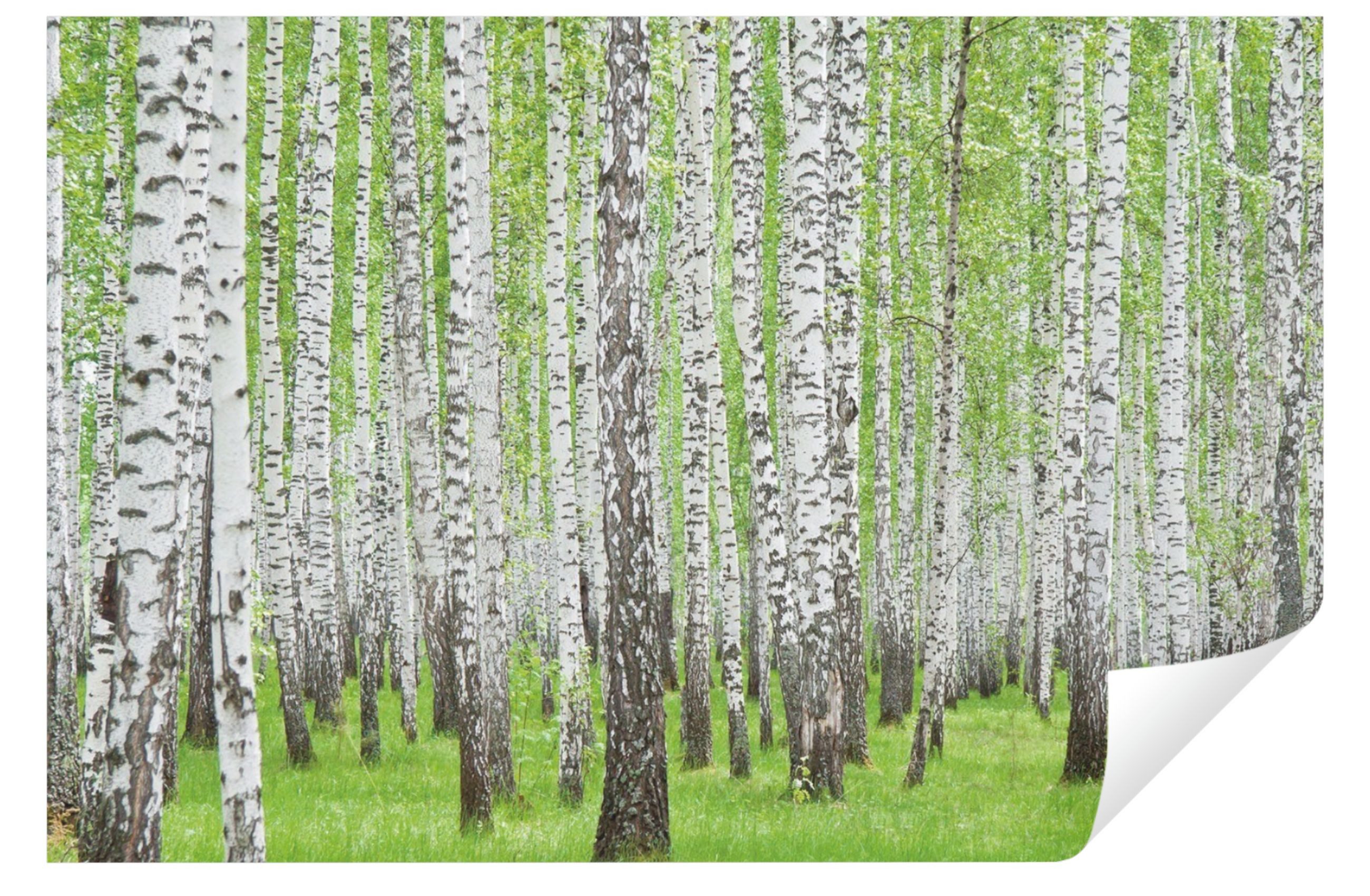 Wallarena Fototapete Wald Birkenwald Birken Natur Baum Vlies Tapete Wohnzimmer Schlafzimmer, Glatt, Wald, Tapete inklusive Kleister Vliestapete Motivtapete