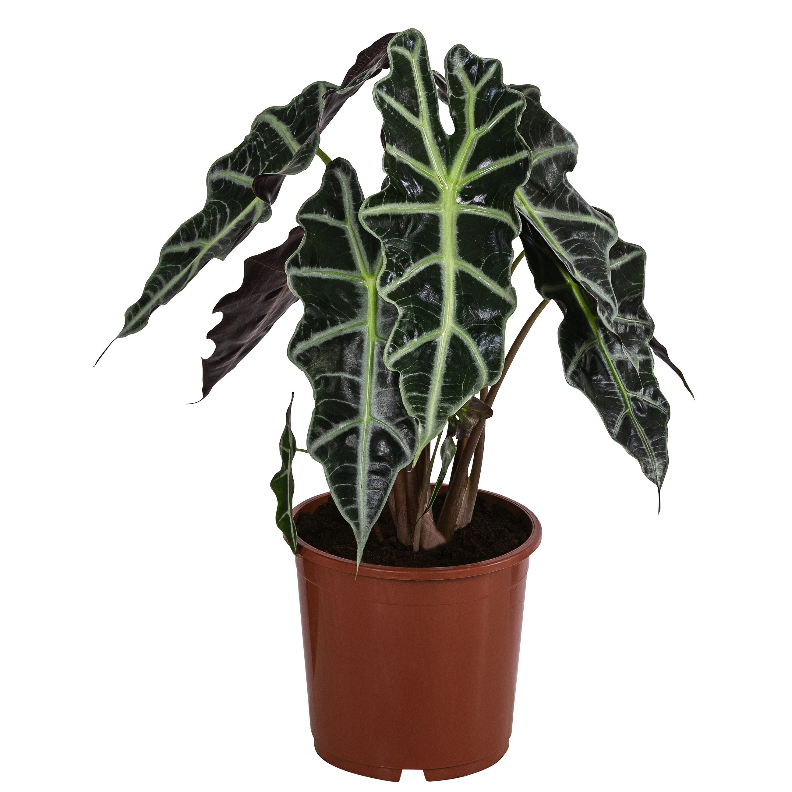Dehner Zimmerpflanze Pfeilblatt Polly, Alocasia amazonica, tropische Schönh günstig online kaufen